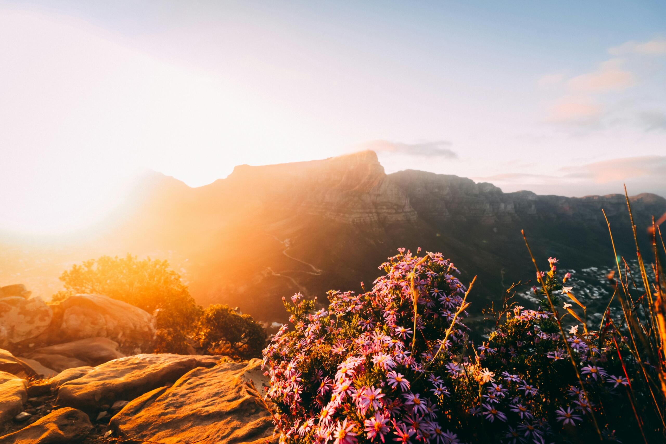 sunset-over-table mountain-with pink flowers in the foreground