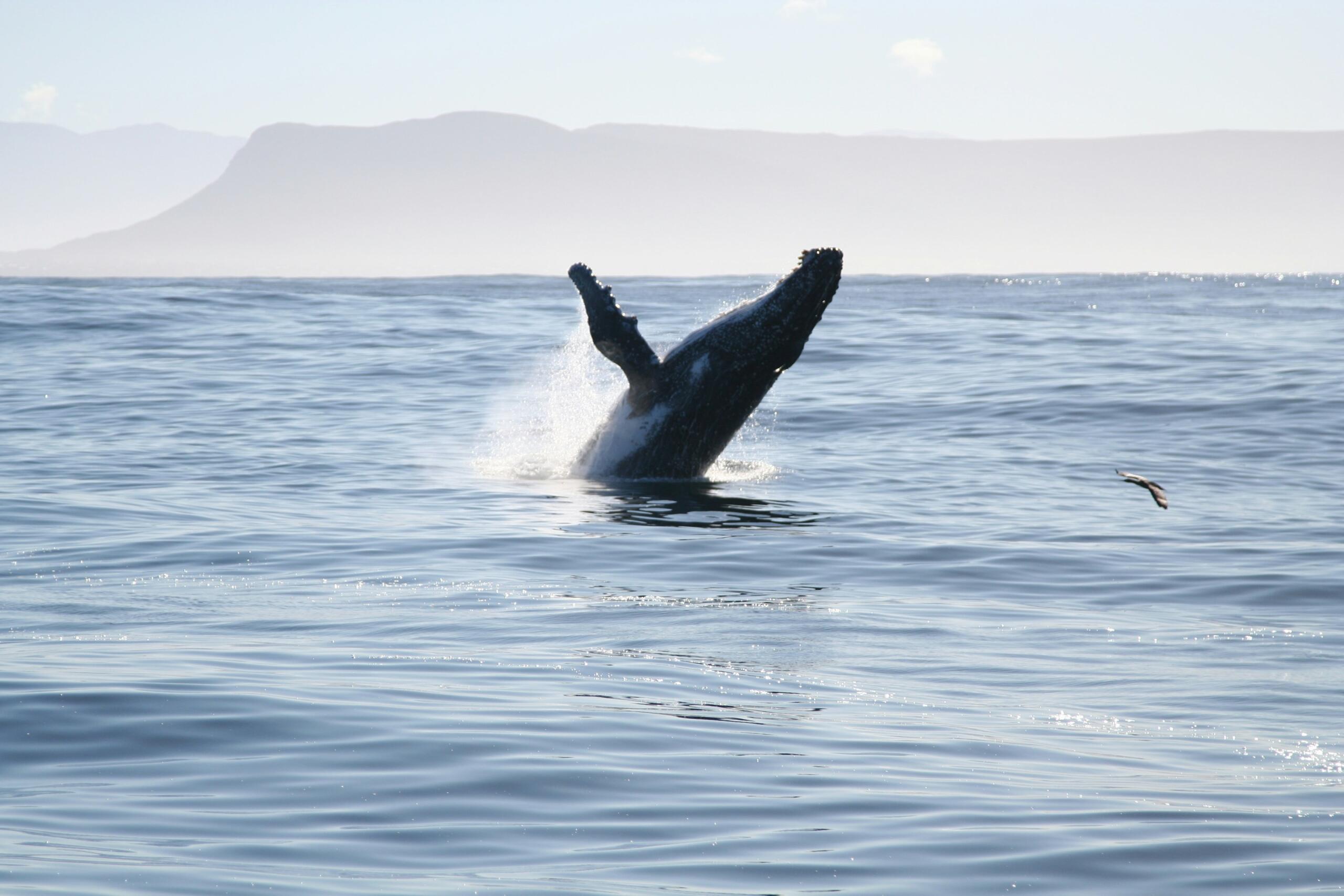 southern right whale leaping out of water with sunlight sparkling on surface of waves