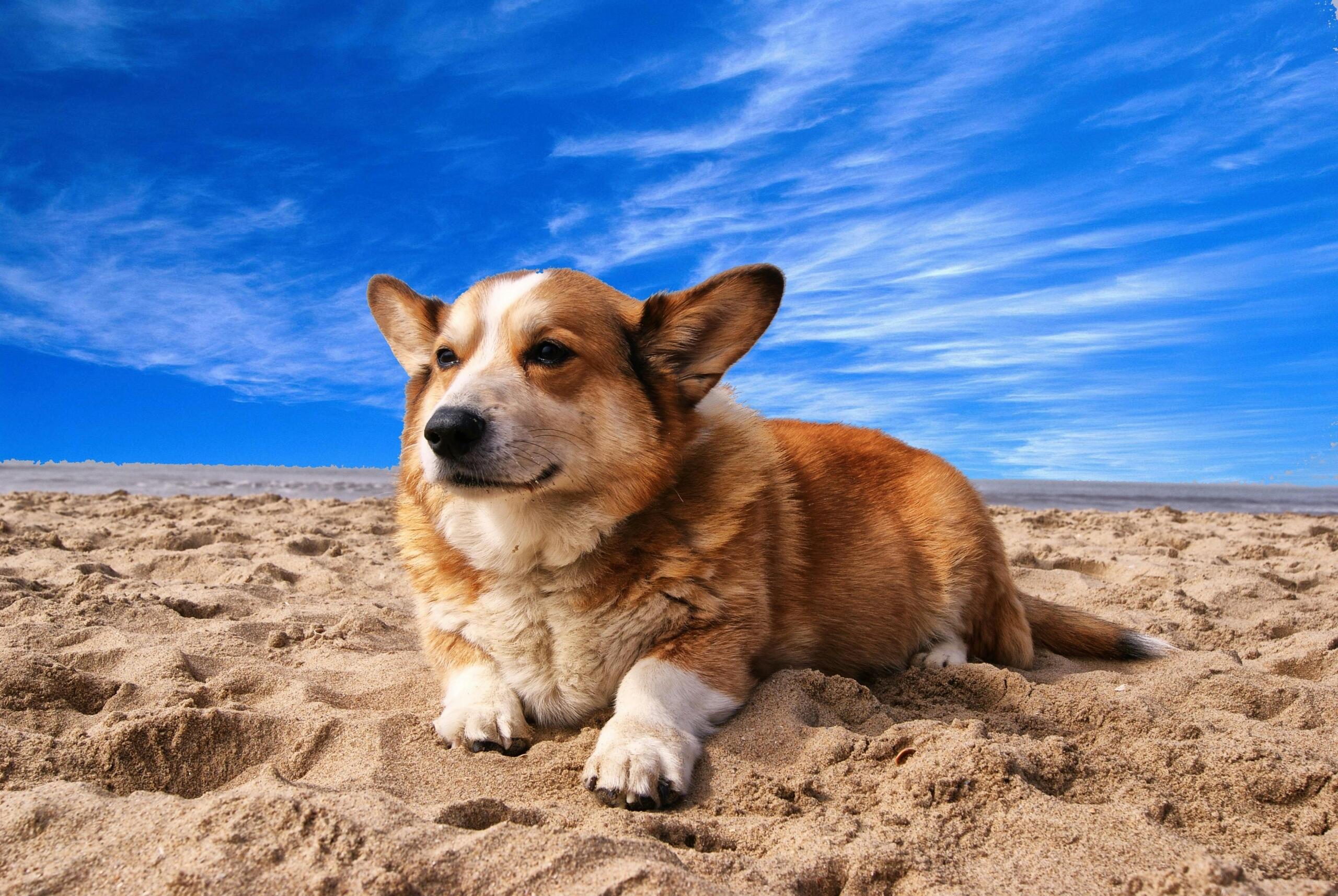 corgi lying on the beach under blue skies with cirrus clouds