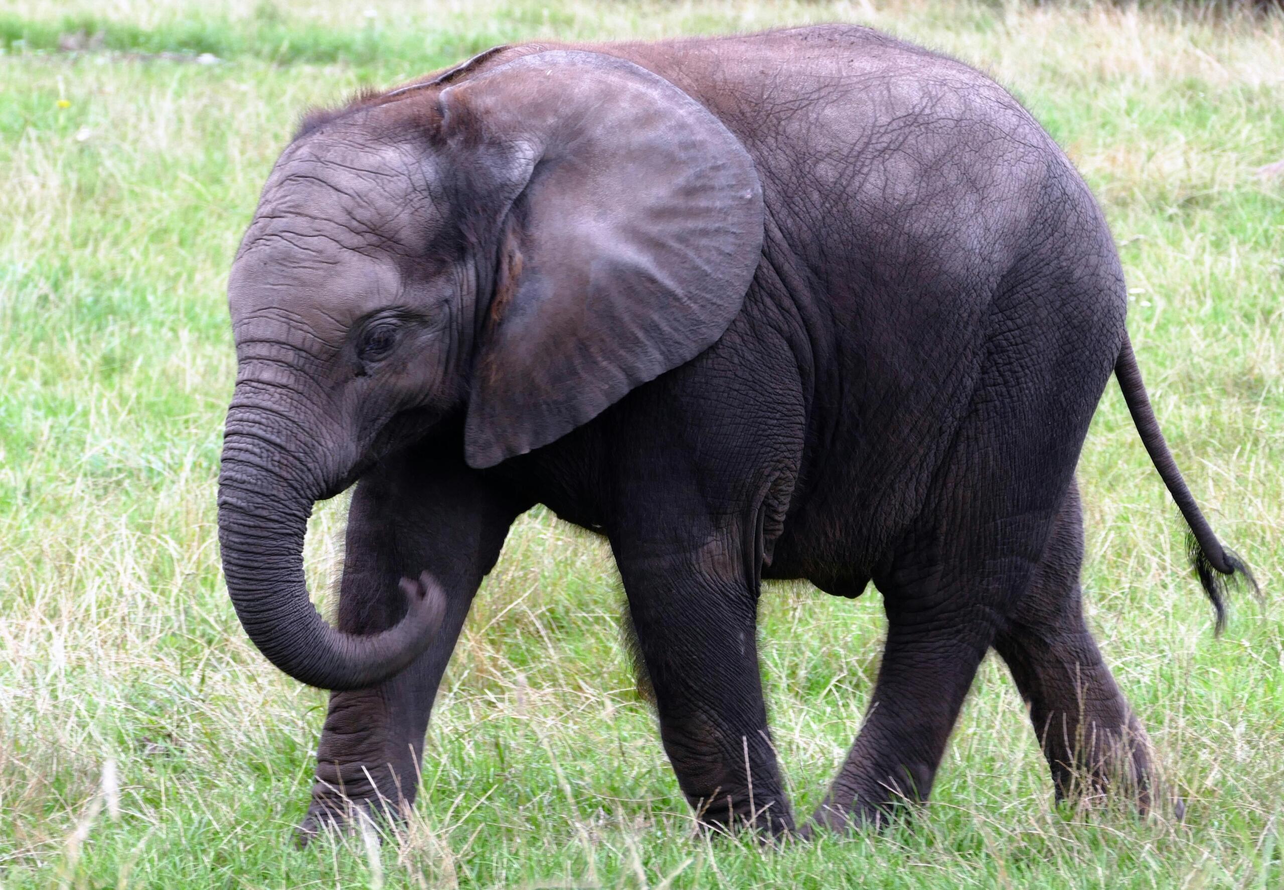 elephant calf walking in green grass