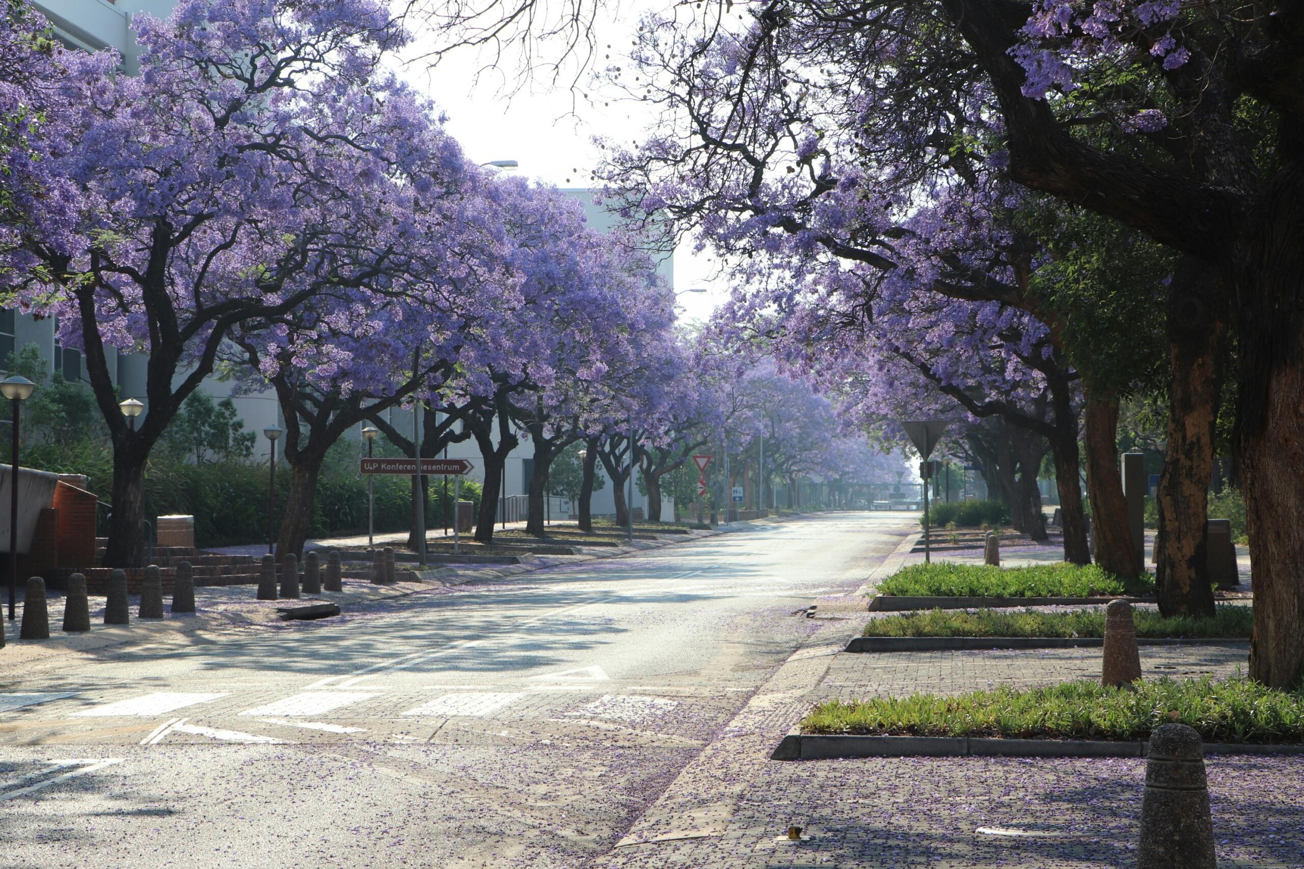 A Jacaranda tree-lined street in Pretoria.