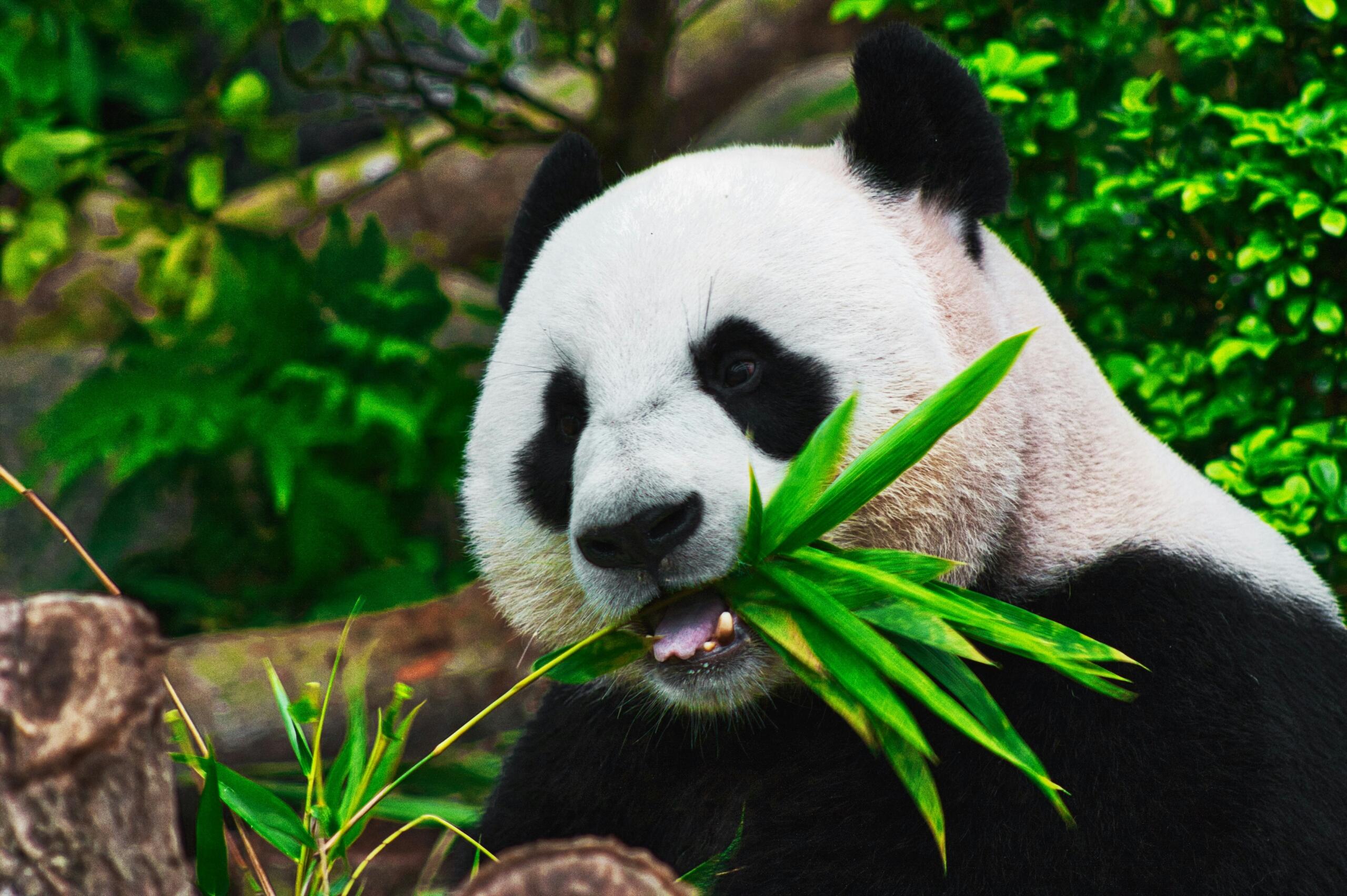 close-up of panda bear sitting near trees with a bamboo shoot in its mouth