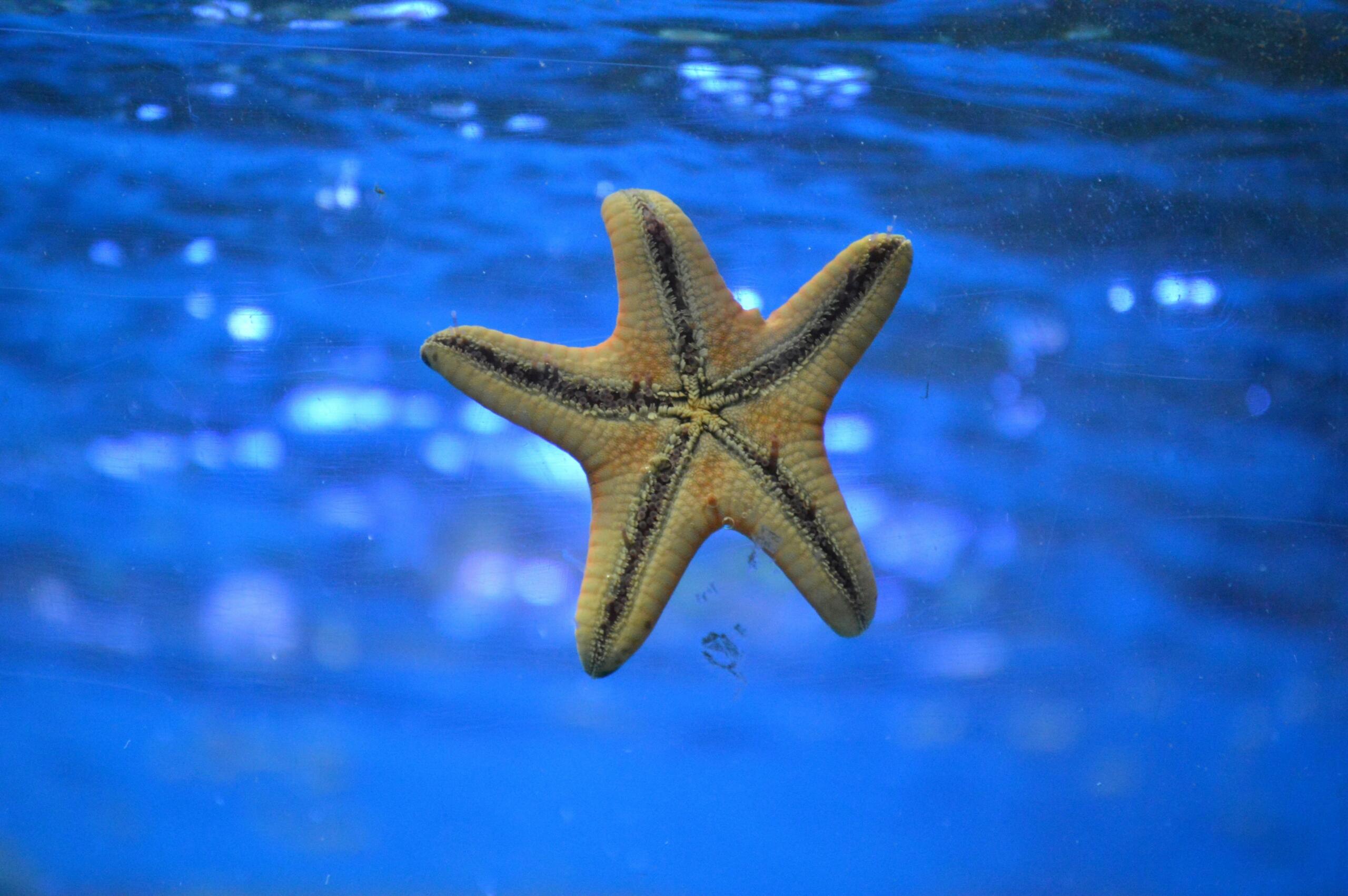 A starfish. 