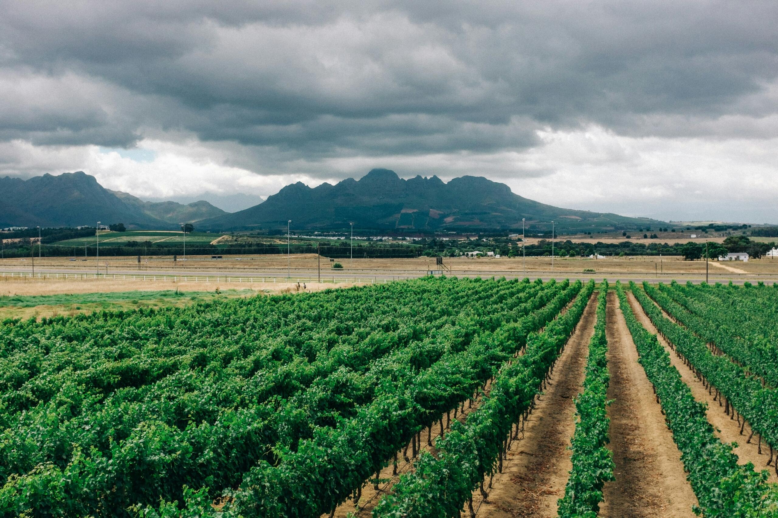An image of a Stellenbosch wine farm.