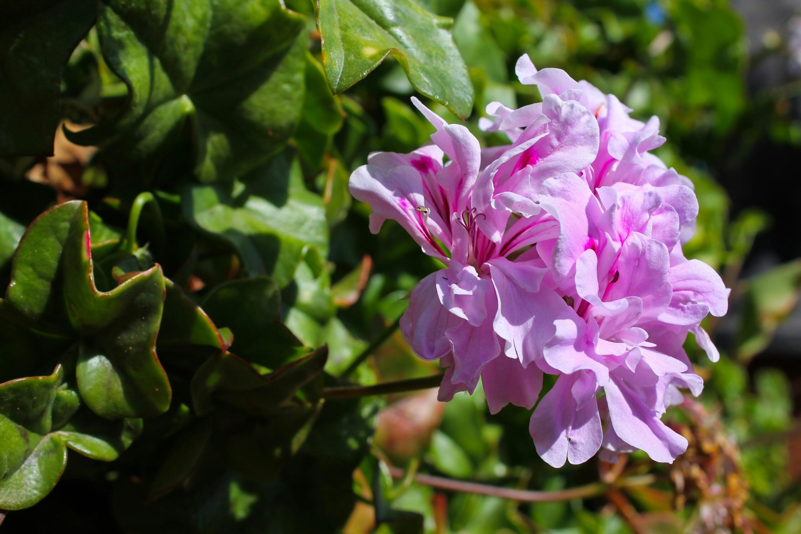 A geranium blooming in Spring. 