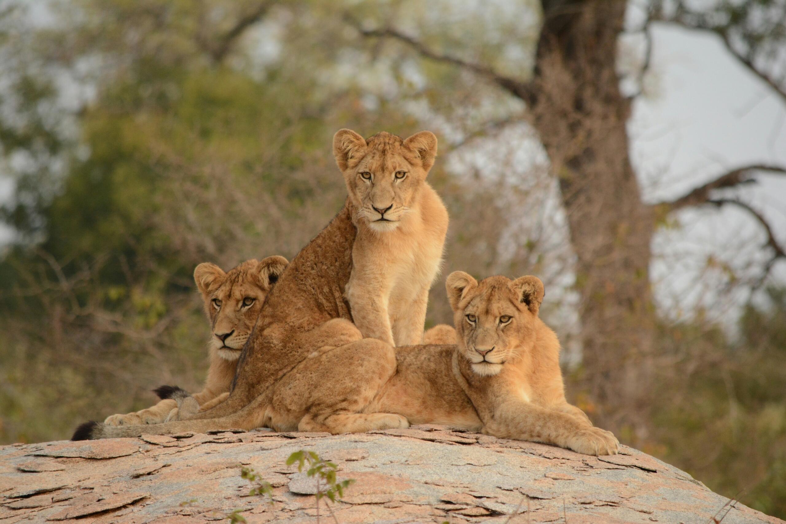 A pride of lions in Kruger National Park.
