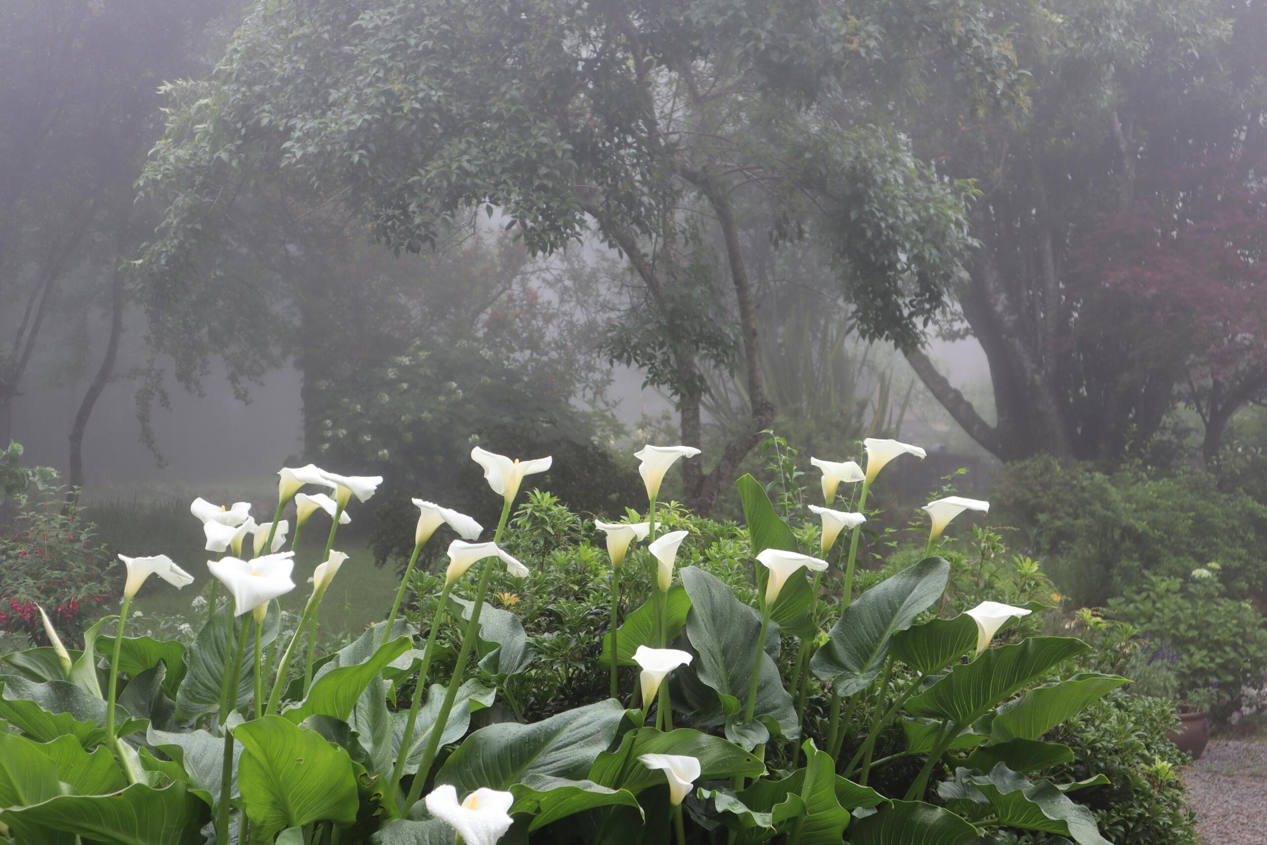 An image of Arum Lillies in Hogsback. 