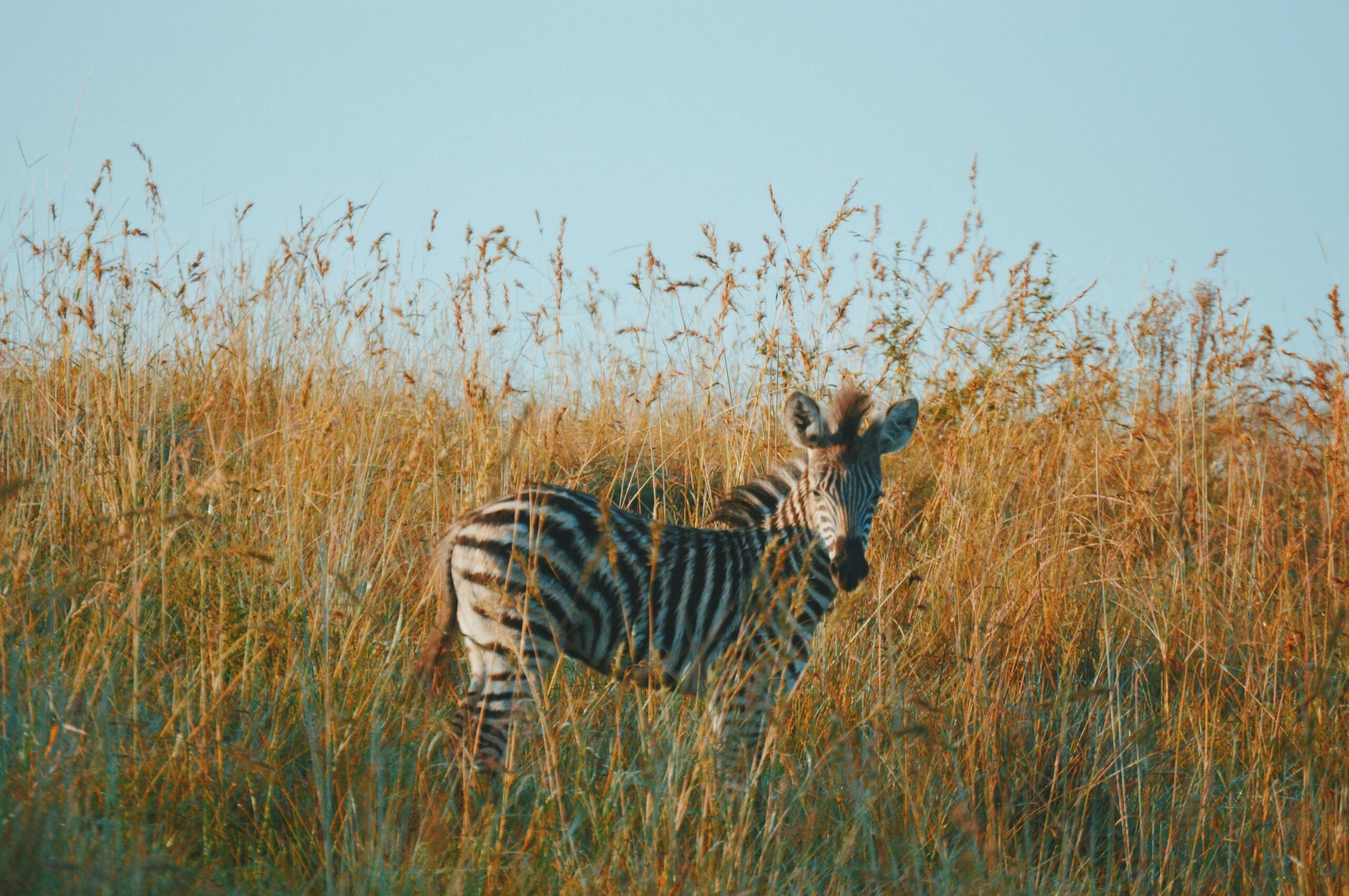 An image of a zebra in a savannah area of South Africa. 