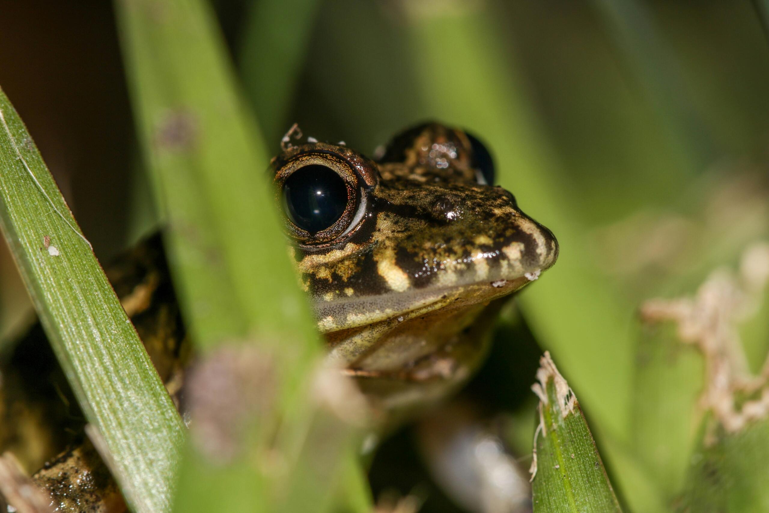 An image of a frog in Betty's Bay.