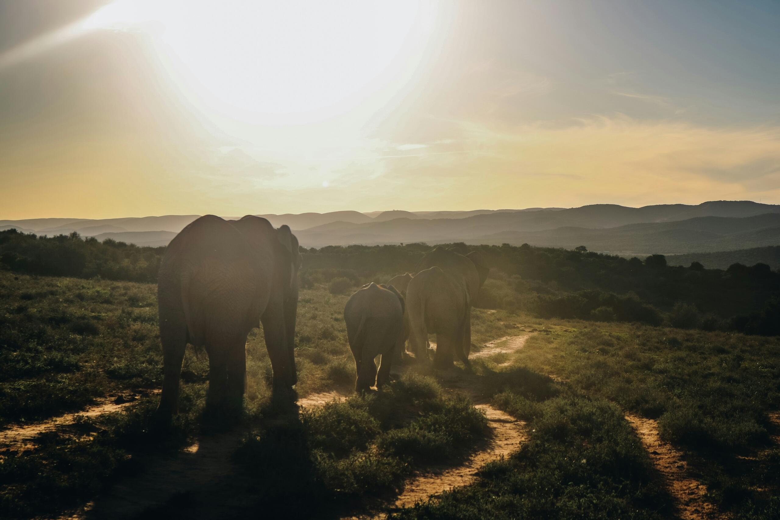 An image of elephant at sunset.