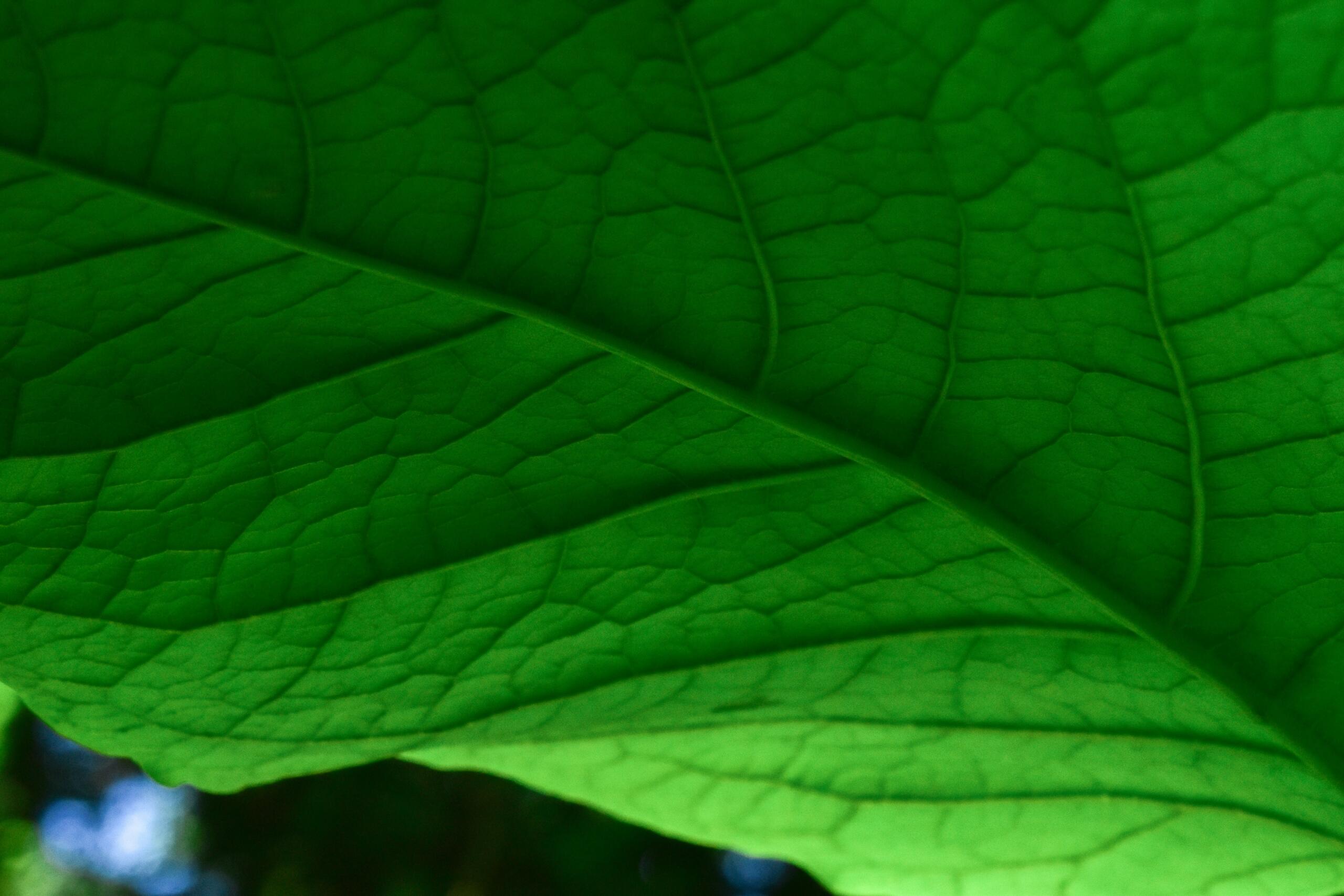 A macro image of a leaf.
