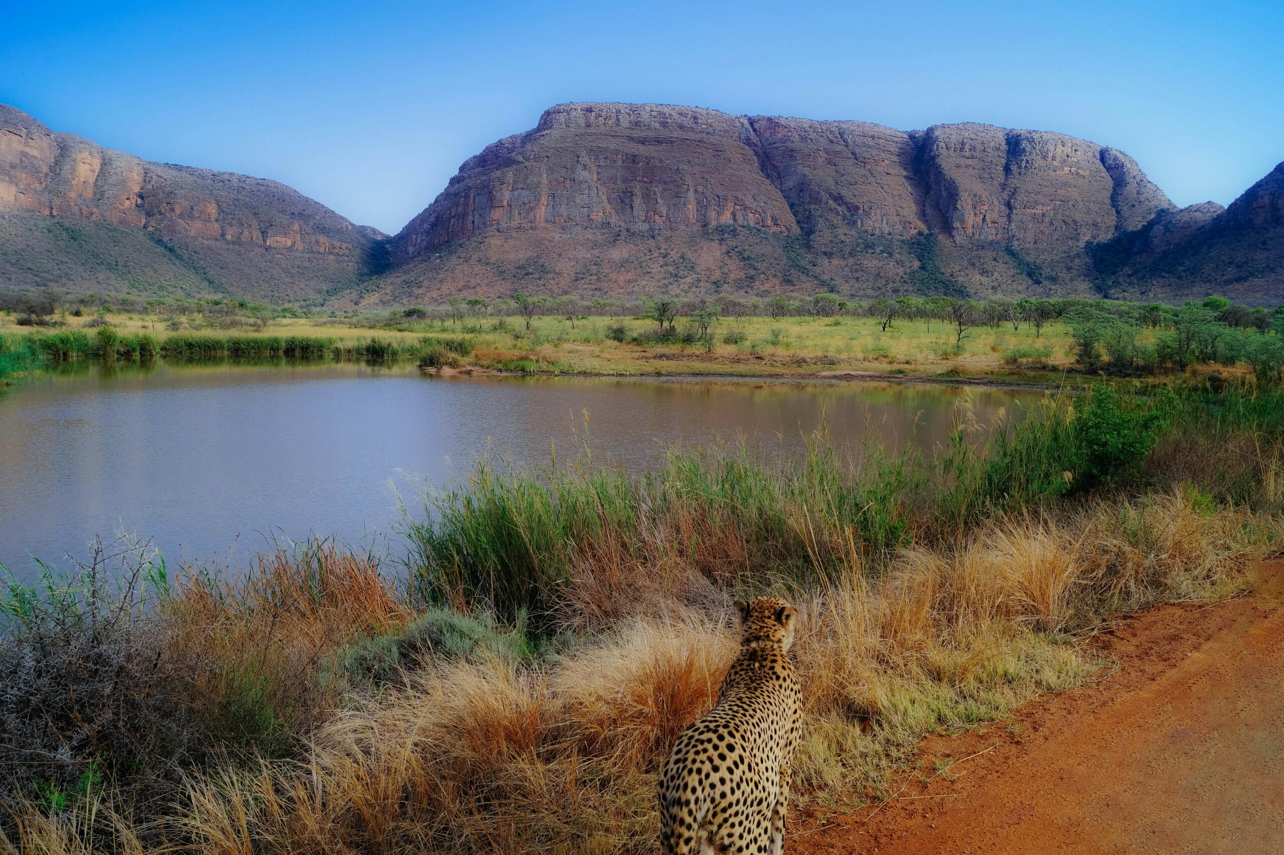 An image of the Limpopo River with a cheetah in the foreground.