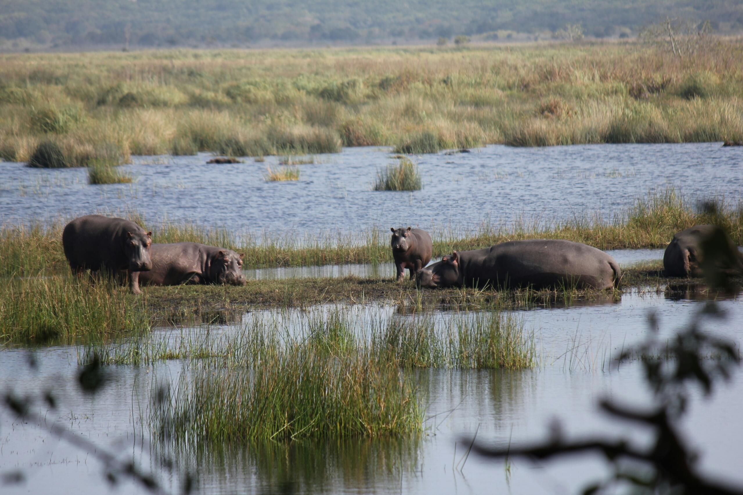 An image of hippos tanning in the sun. 