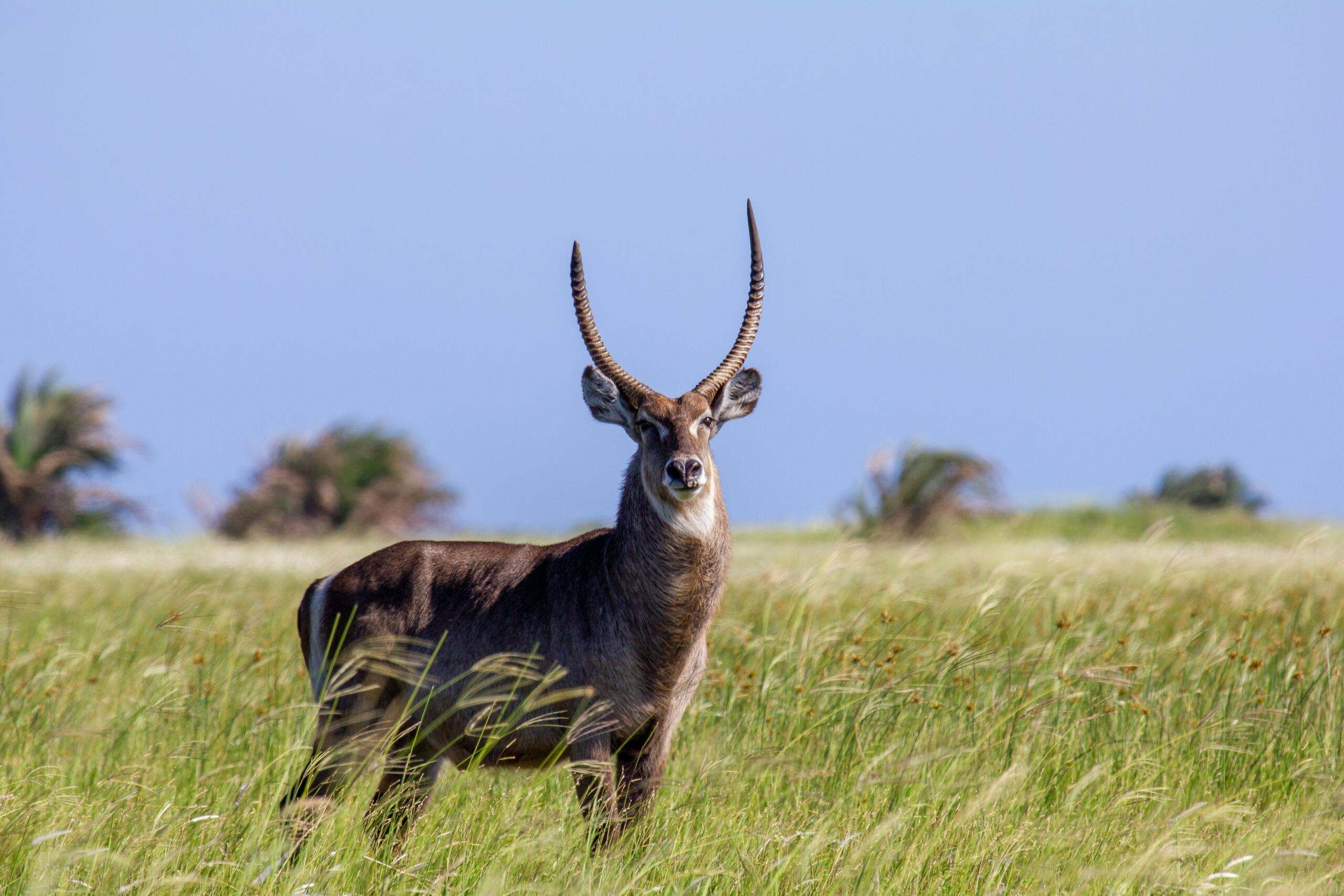 An image of a buck posing in the savanna.
