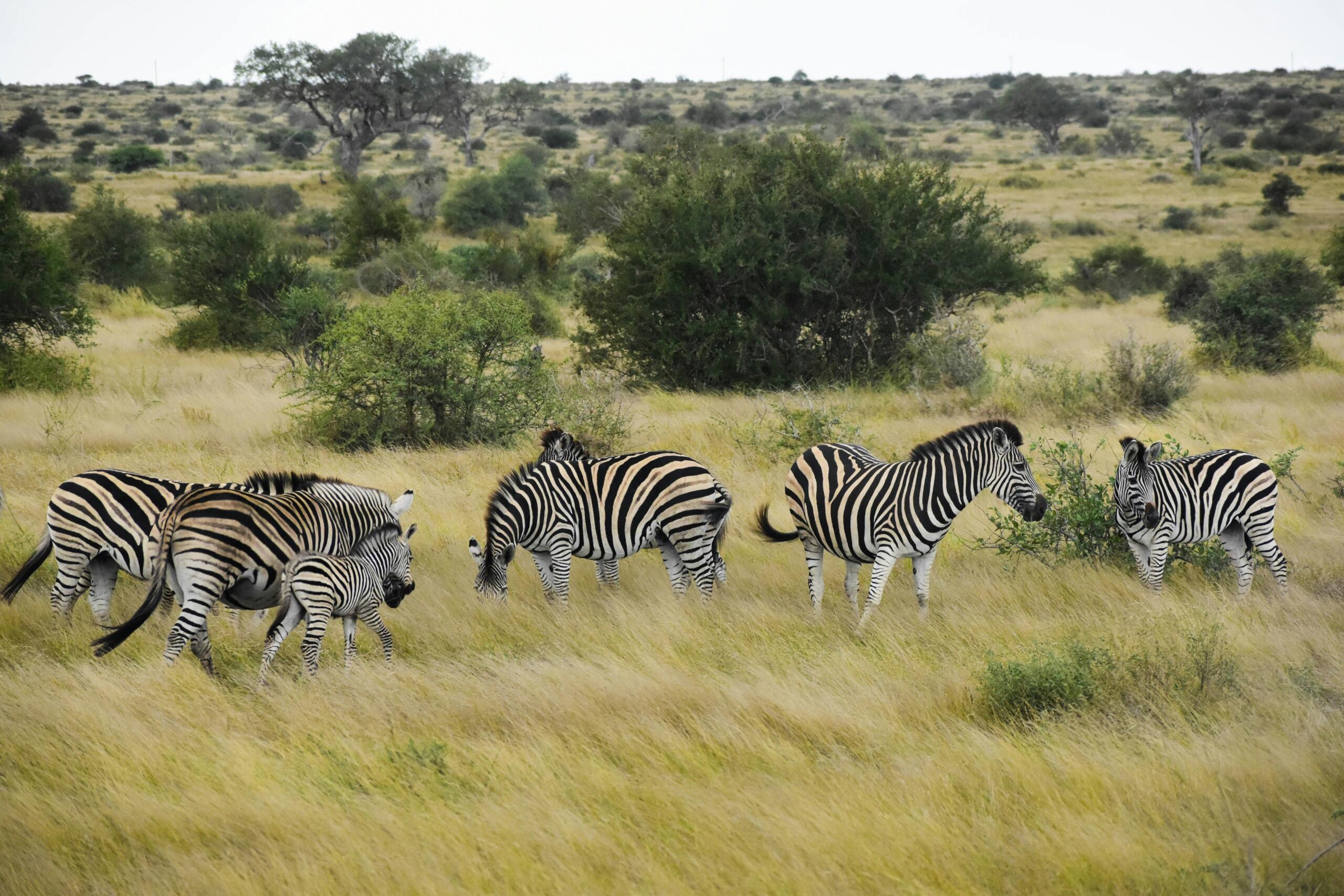 An image of Zebra in grassland