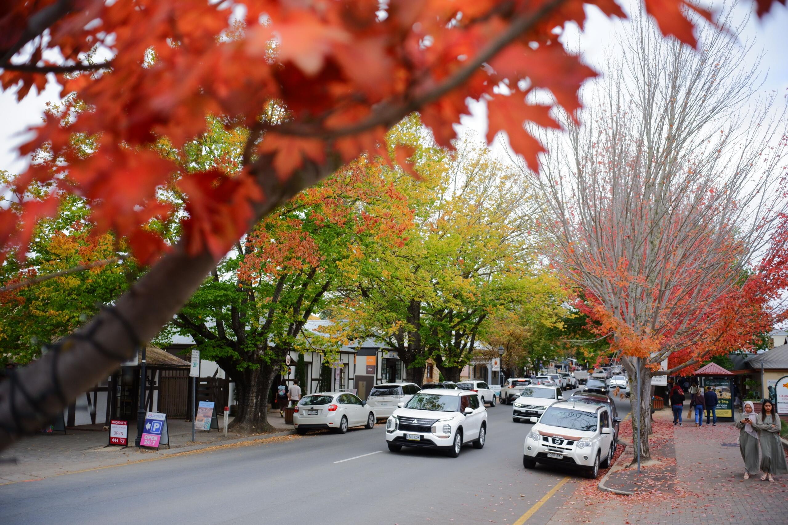 An image of a Stellenbosch Street in during a Cape Autumn.