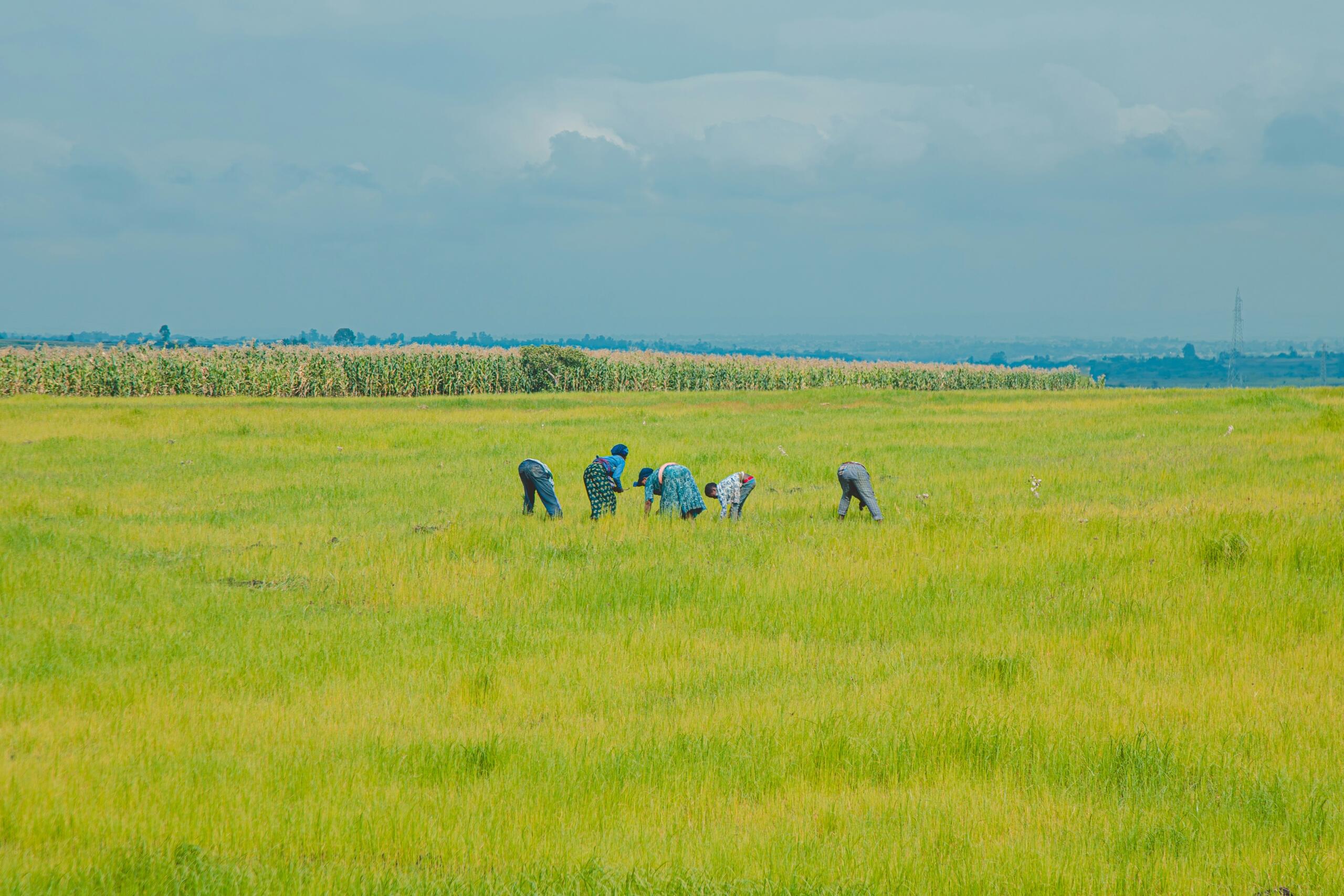 An image of farm workers in a field.