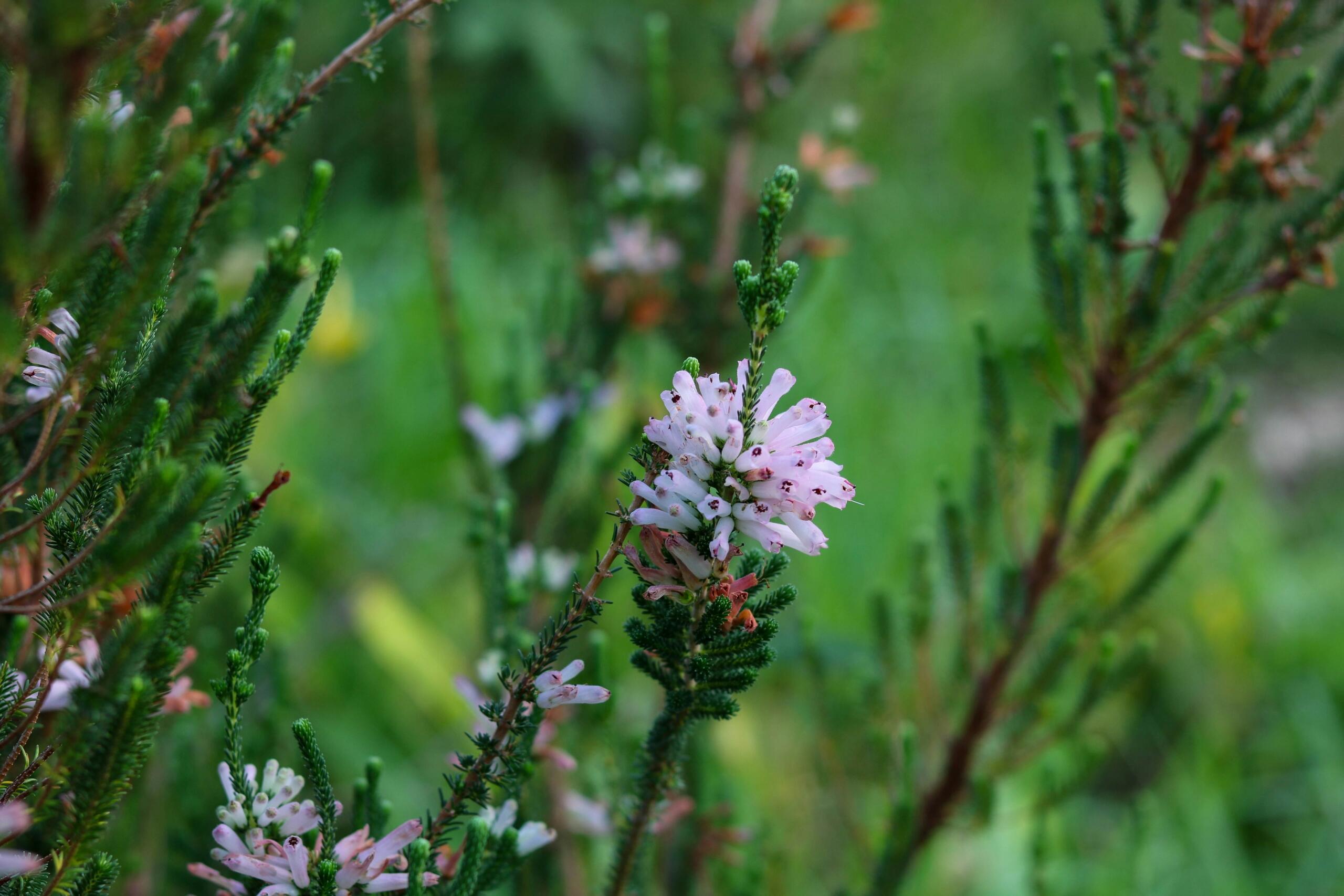 An image of a pink fynbos flower in the South African wilderness.