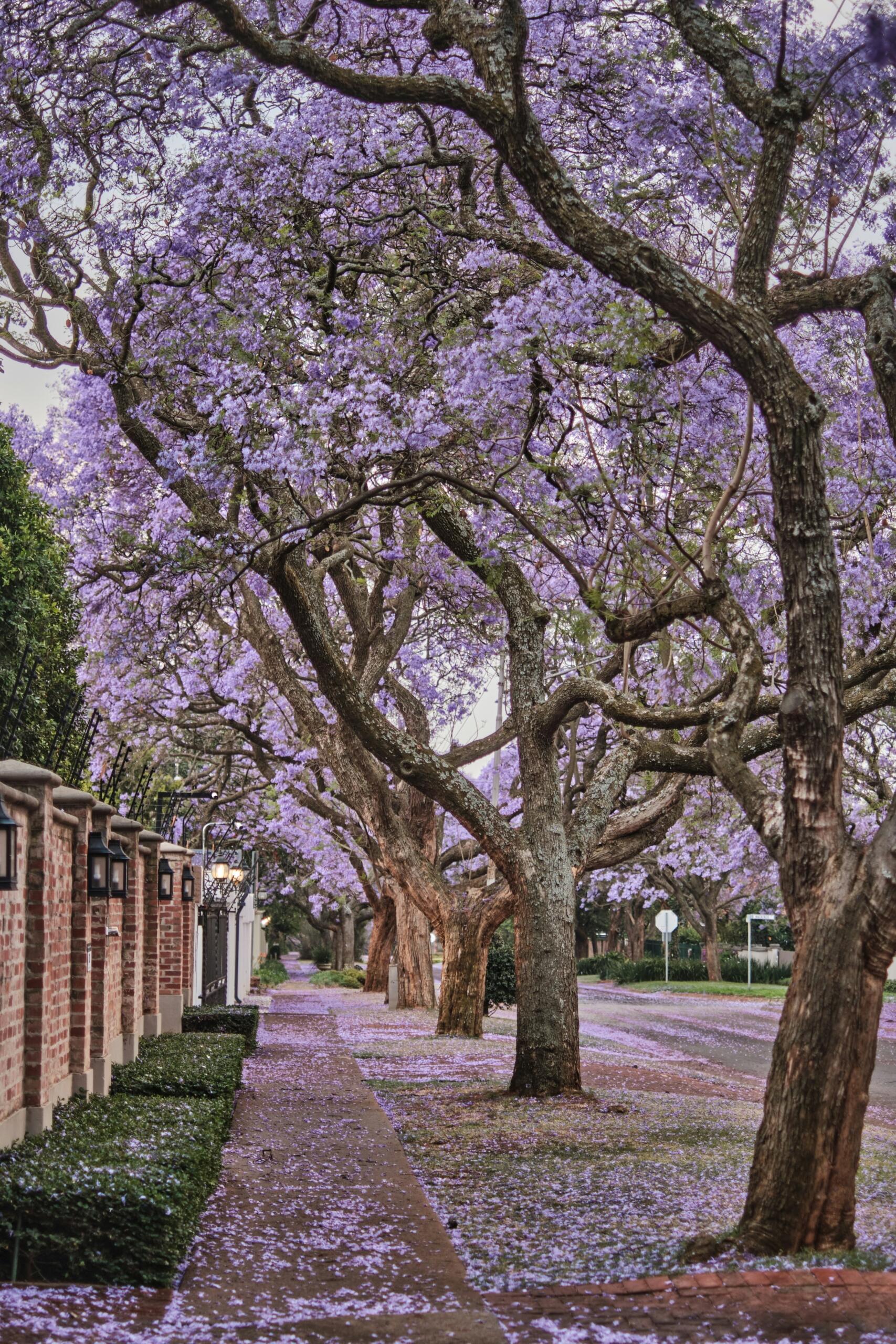 An image of a Jacaranda-lined Pretoria street.