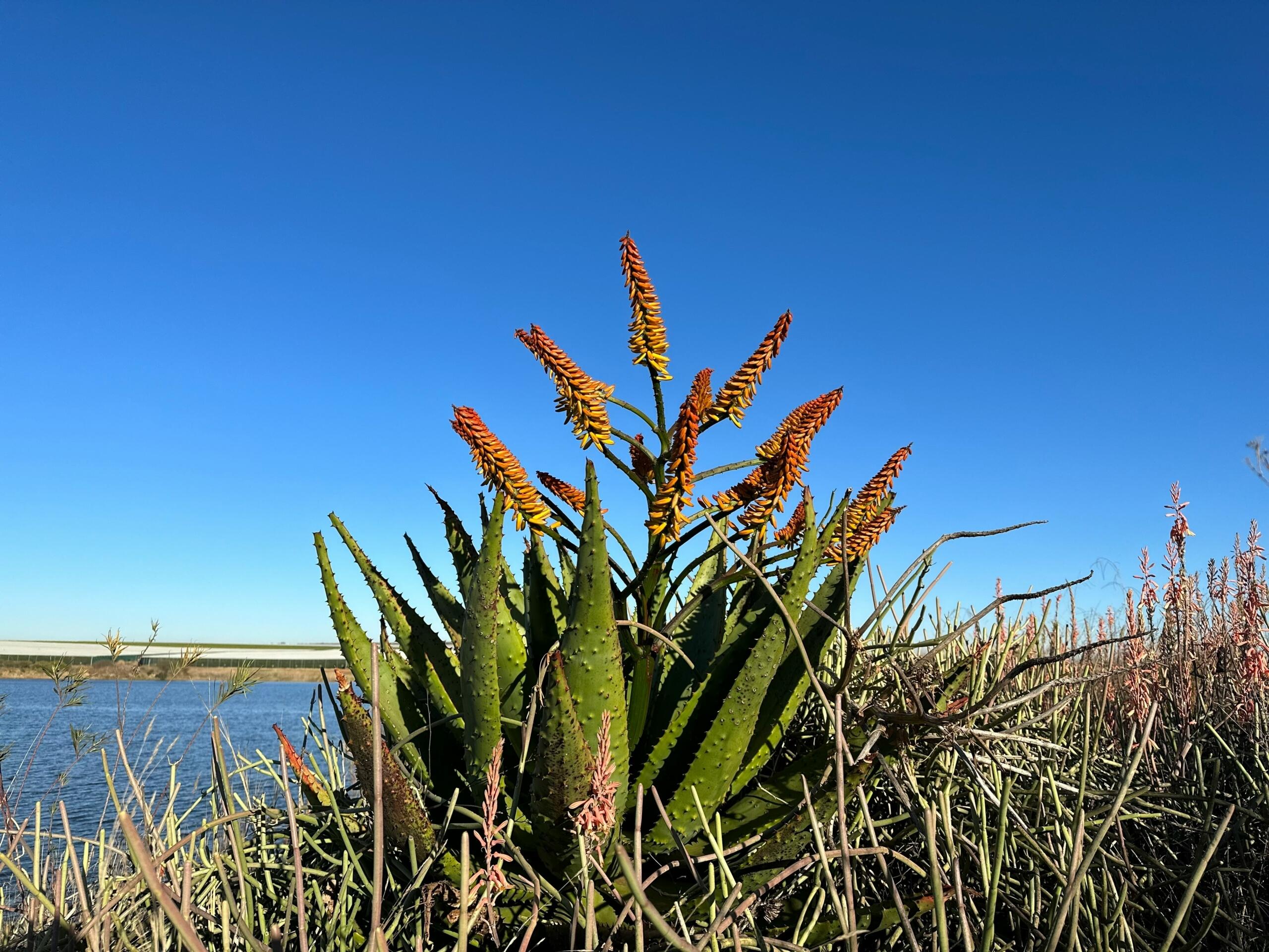 An image of an Aloe plant in South Africa.