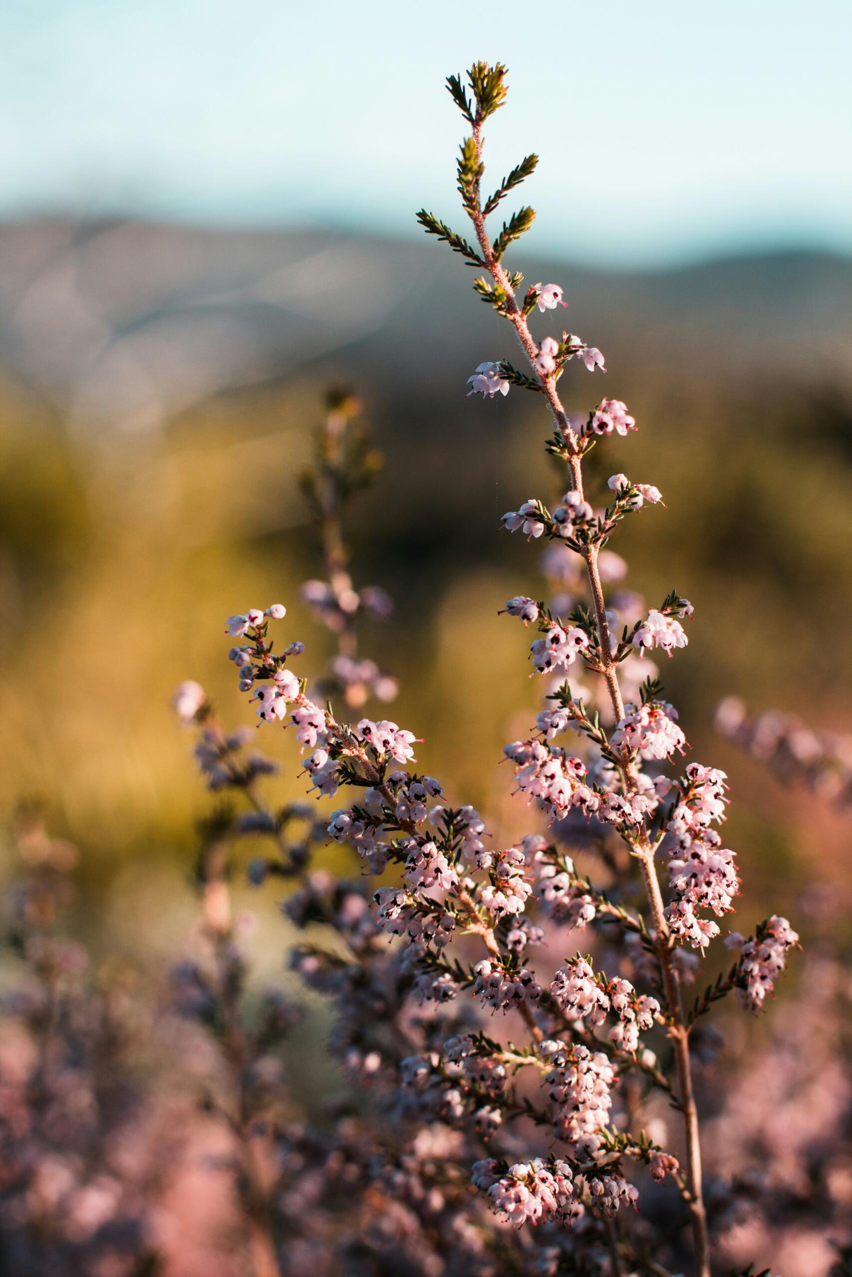 An image of a fynbos species in flower.