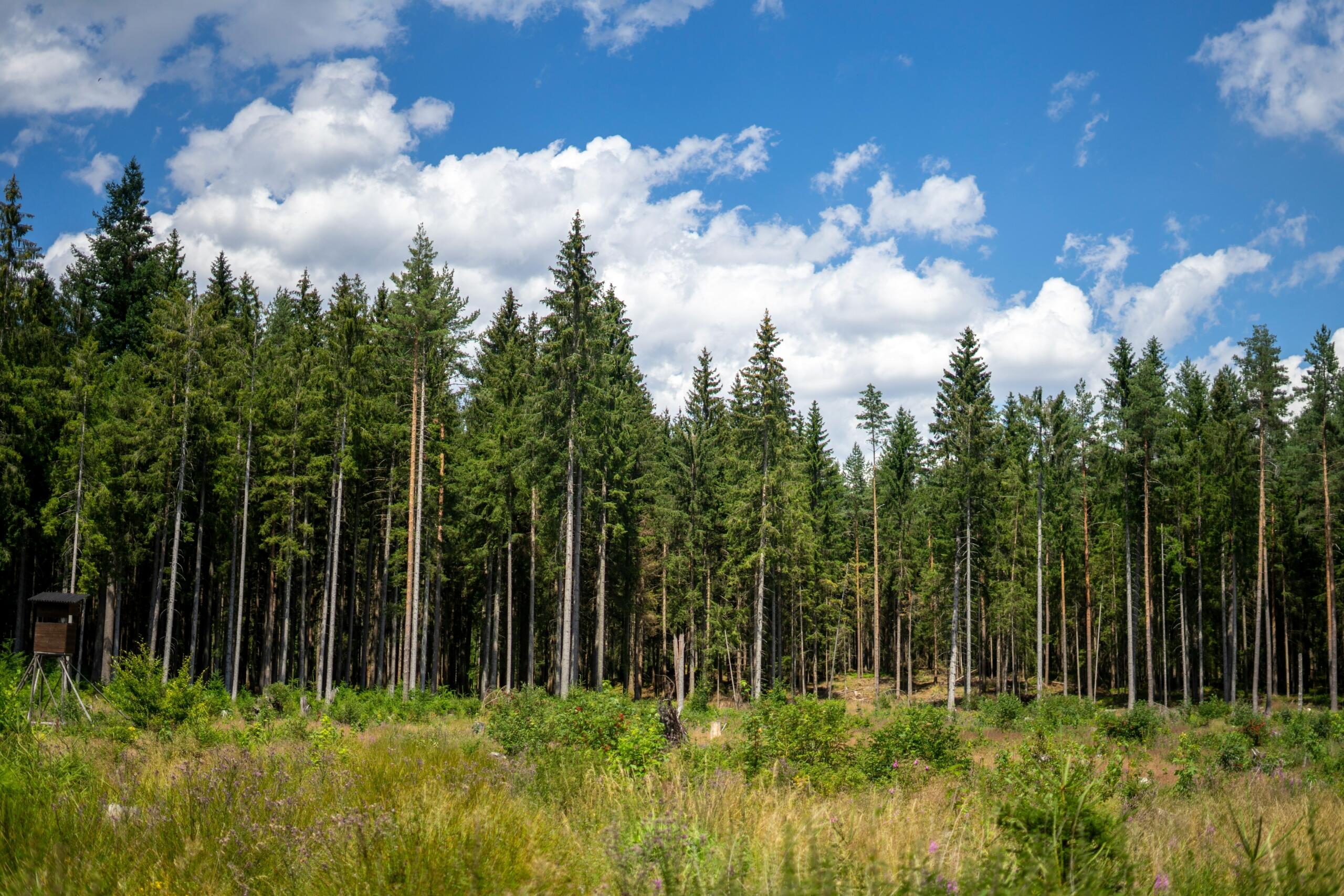 An image of a forest of Pine trees.