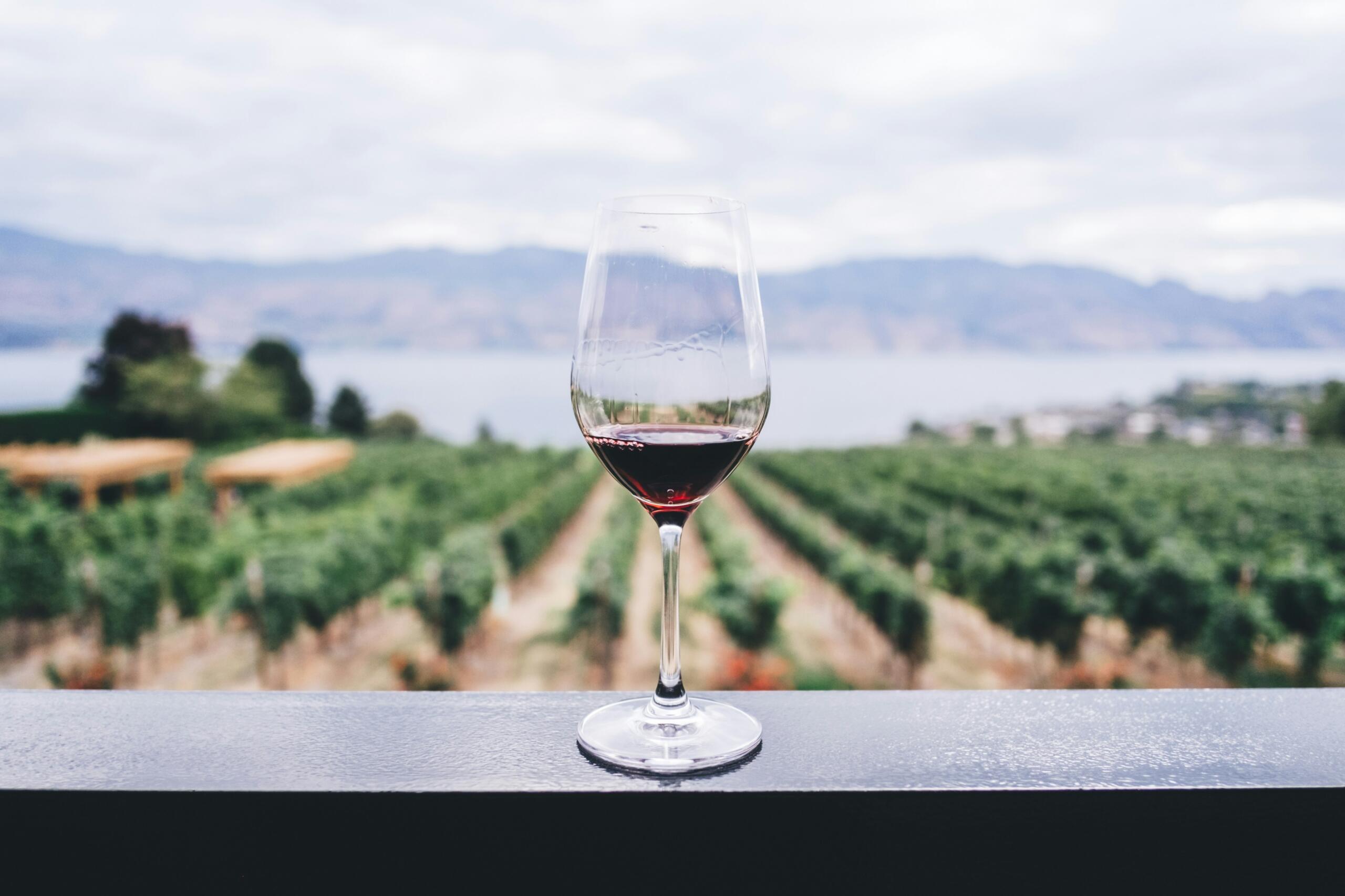An image of a glass of wine with rows of grape vines in the background.