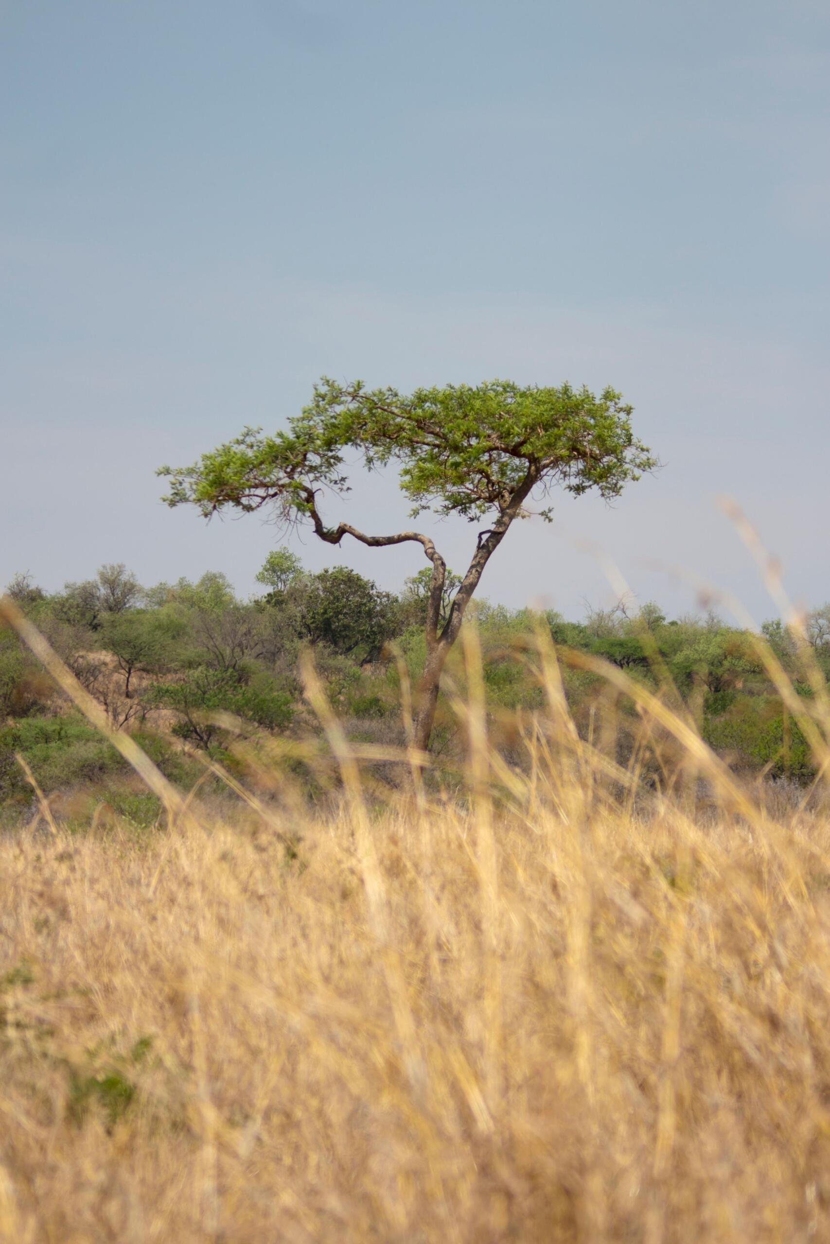 An image of a lone acacia tree in a grassland region of South Africa.