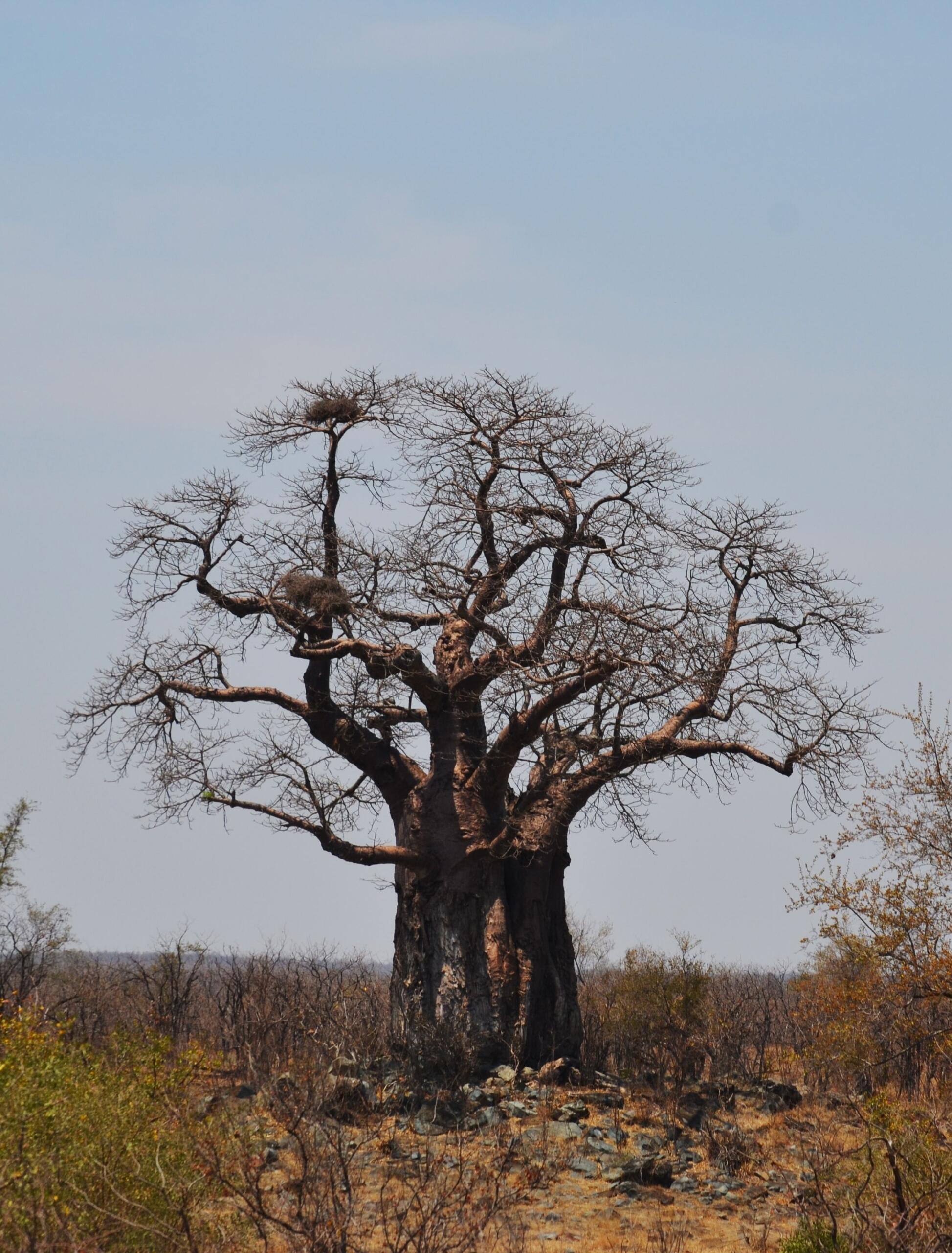 An image of a baobab tree.