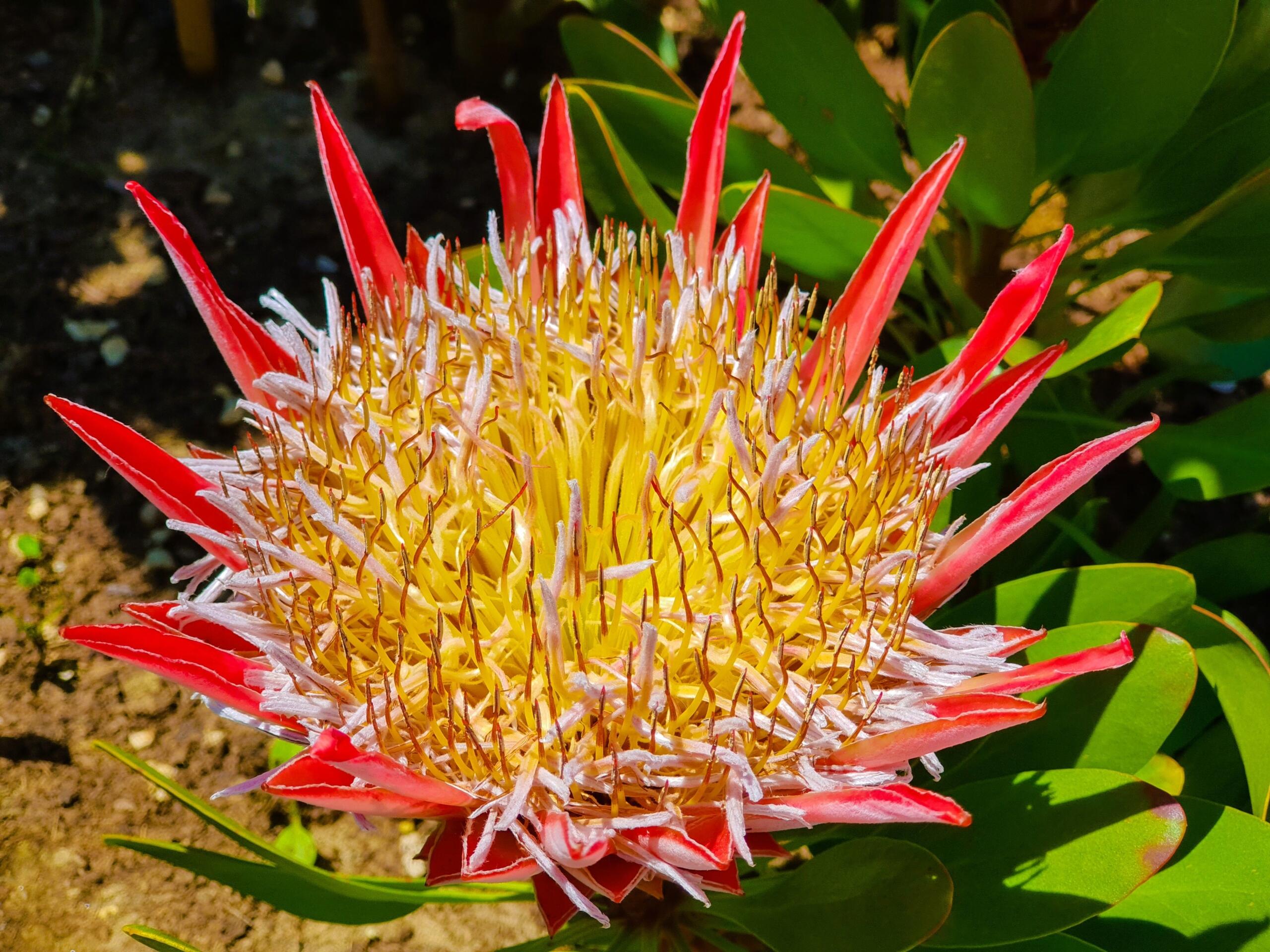 A close-up image of a King Protea.