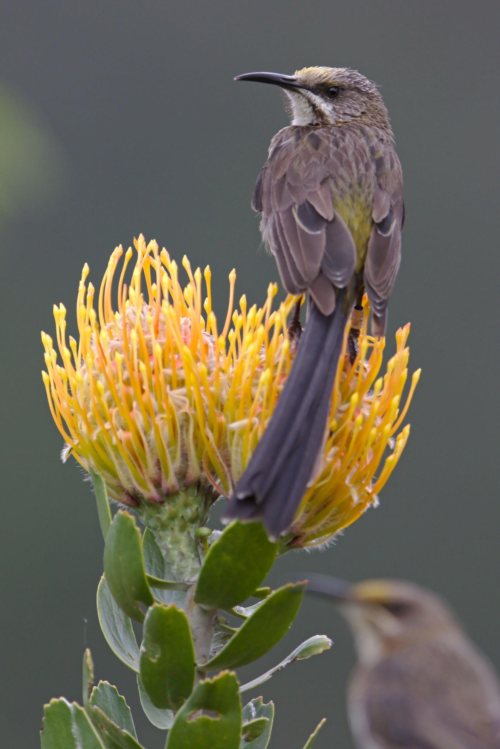 An image of a Cape Sugarbird on a protea.