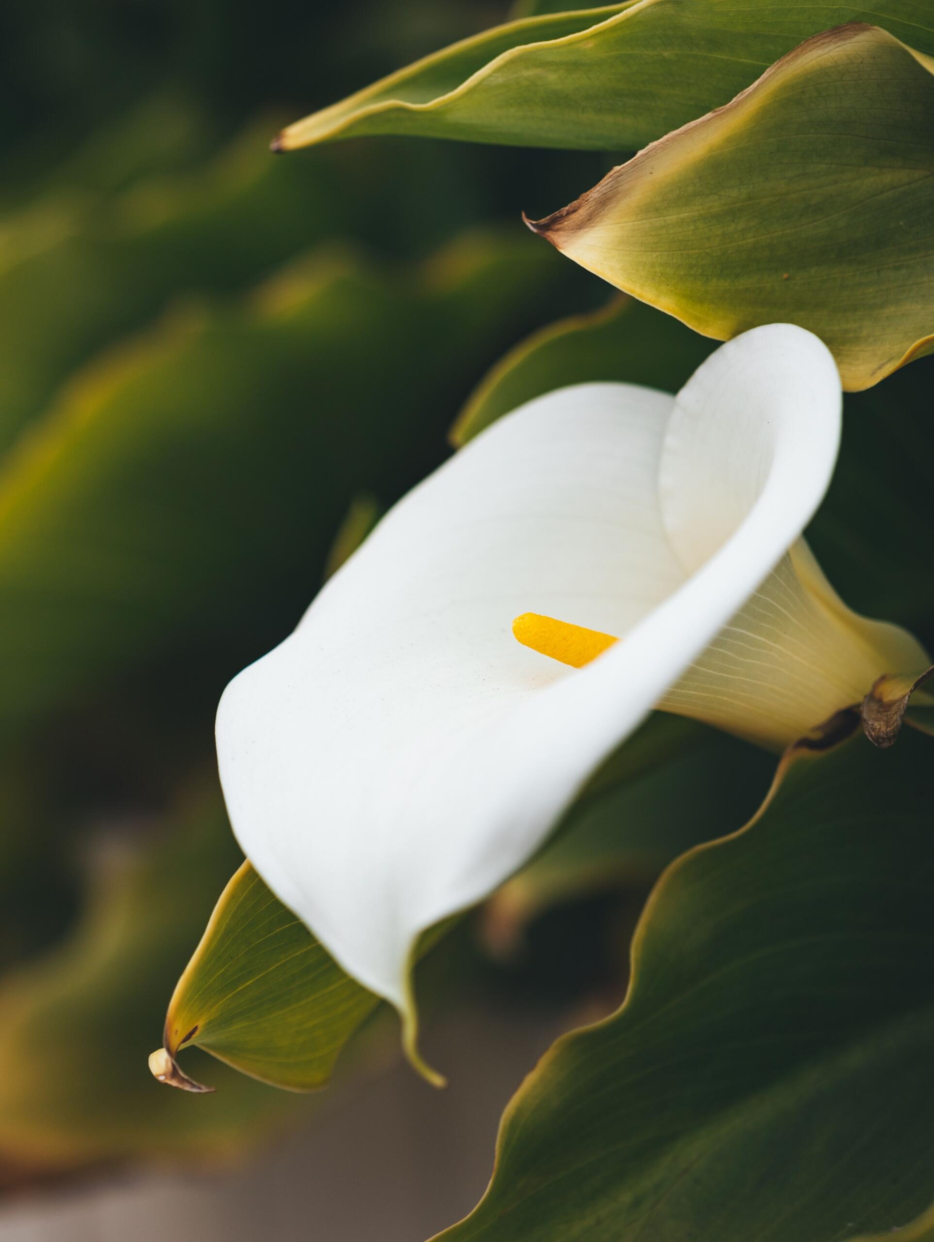 An image of an Arum Lily in the wild.