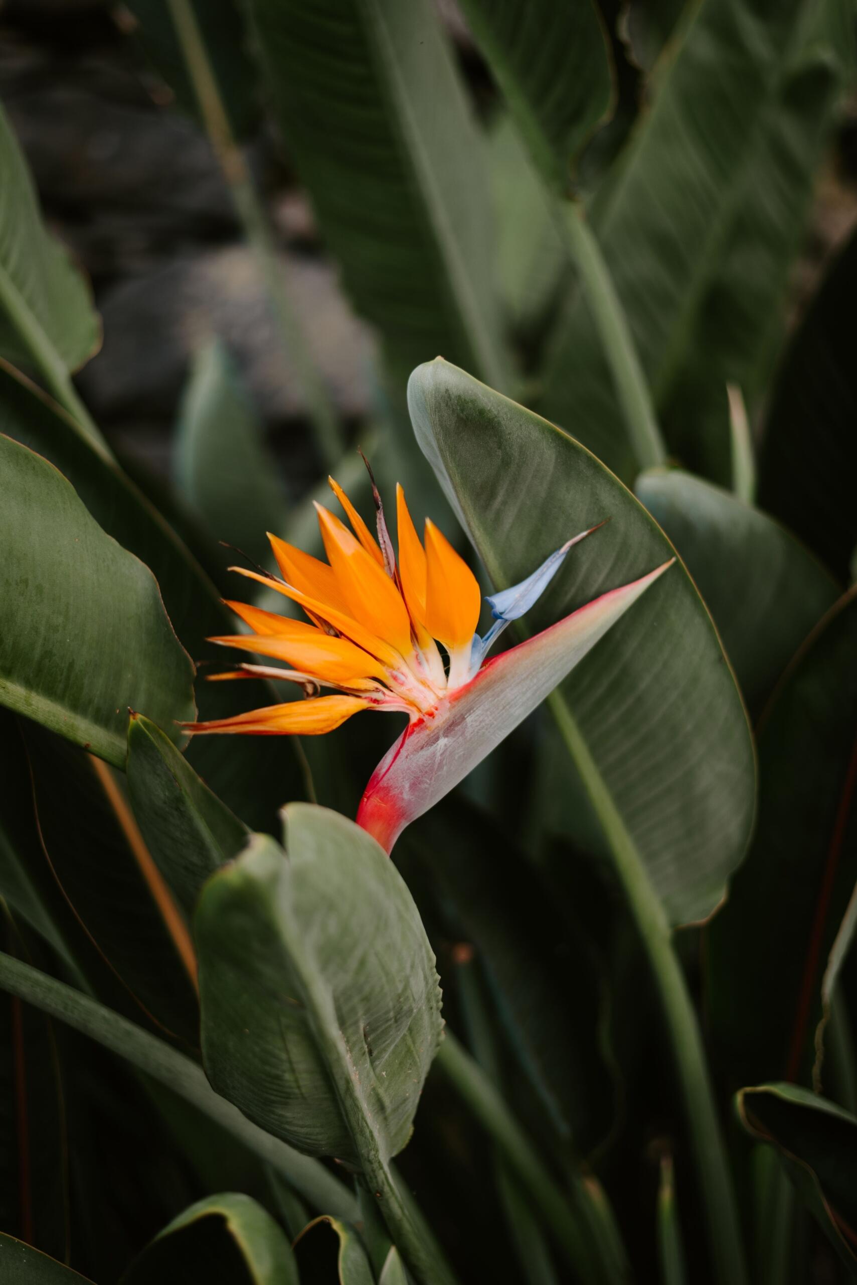A close up image of a Strelitizia, a famous South African plant.