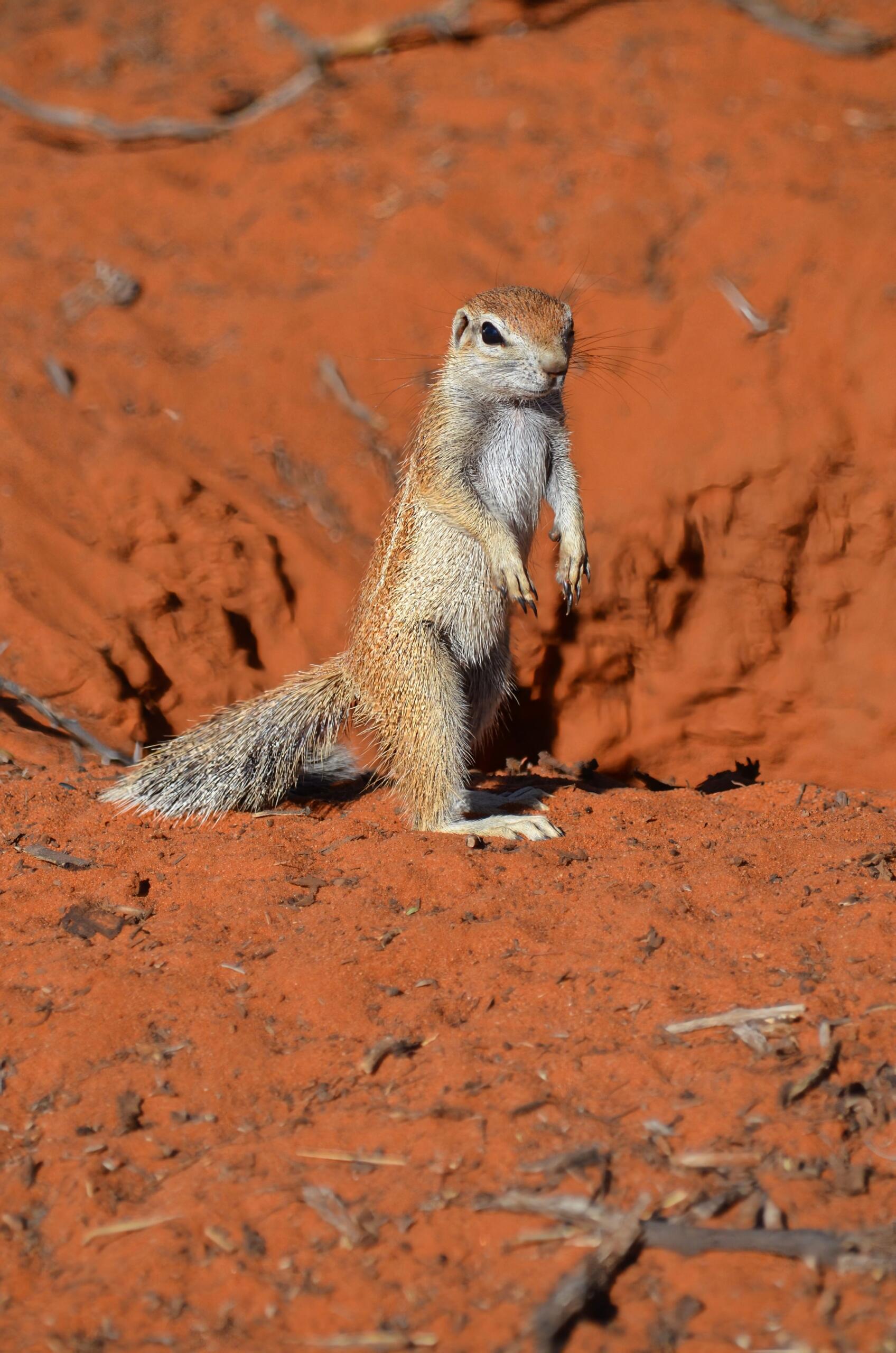 An image of a squirrel against a red sand backdrop.