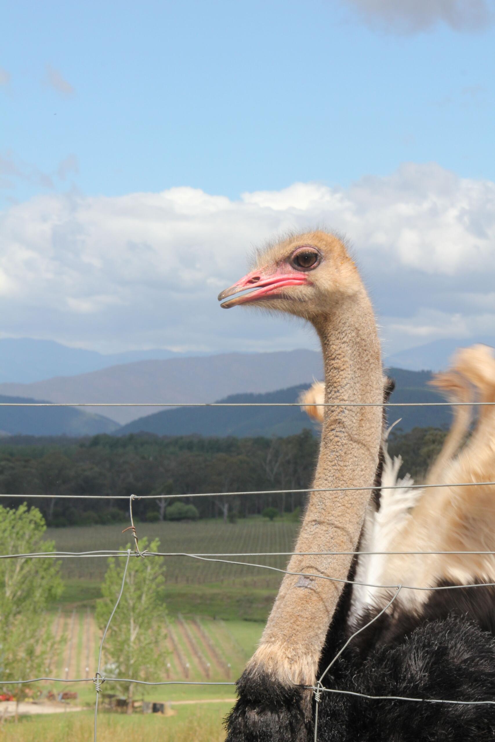 A portrait of an ostrich looking glamorous.