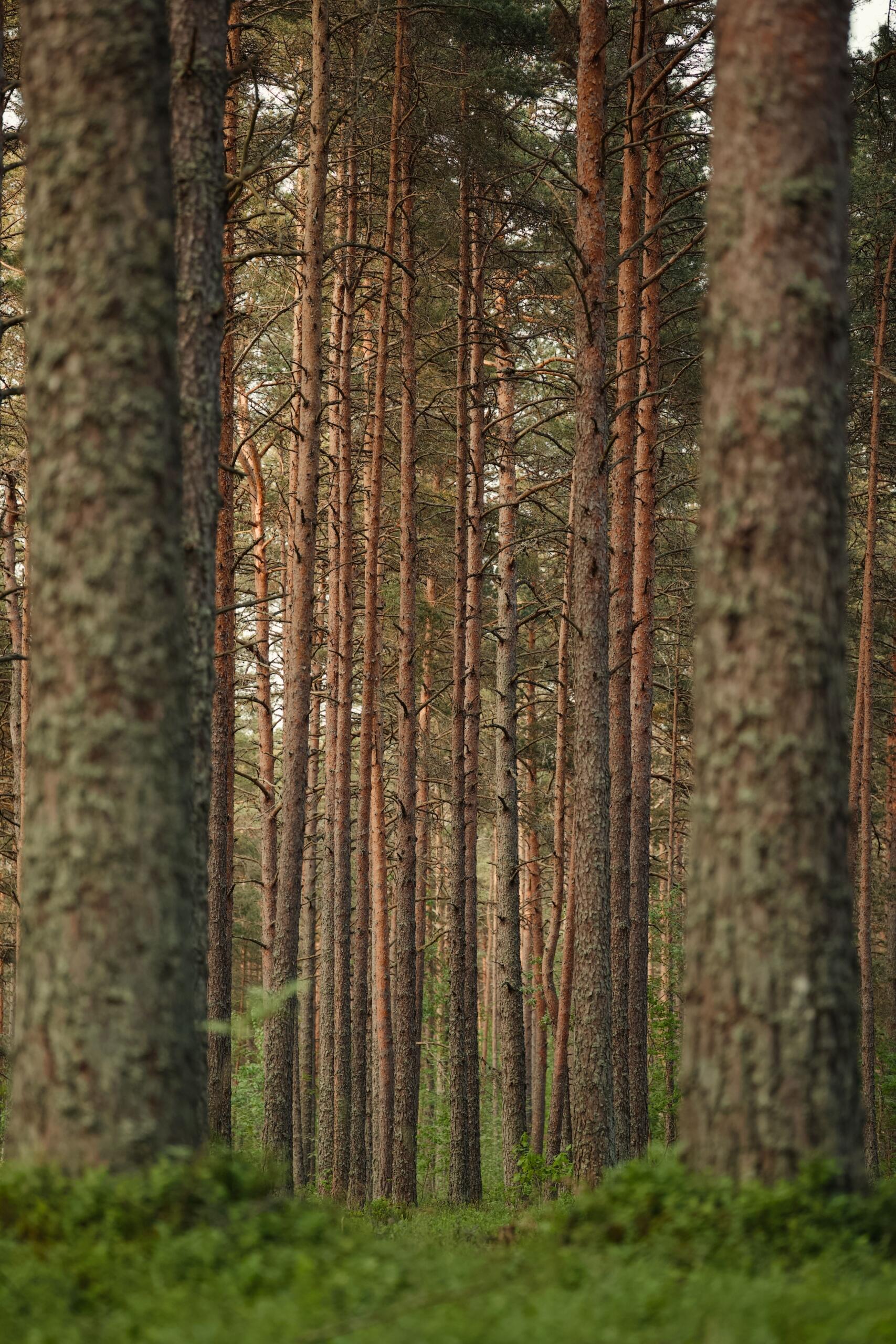 Tall trees stand proud in a forest.