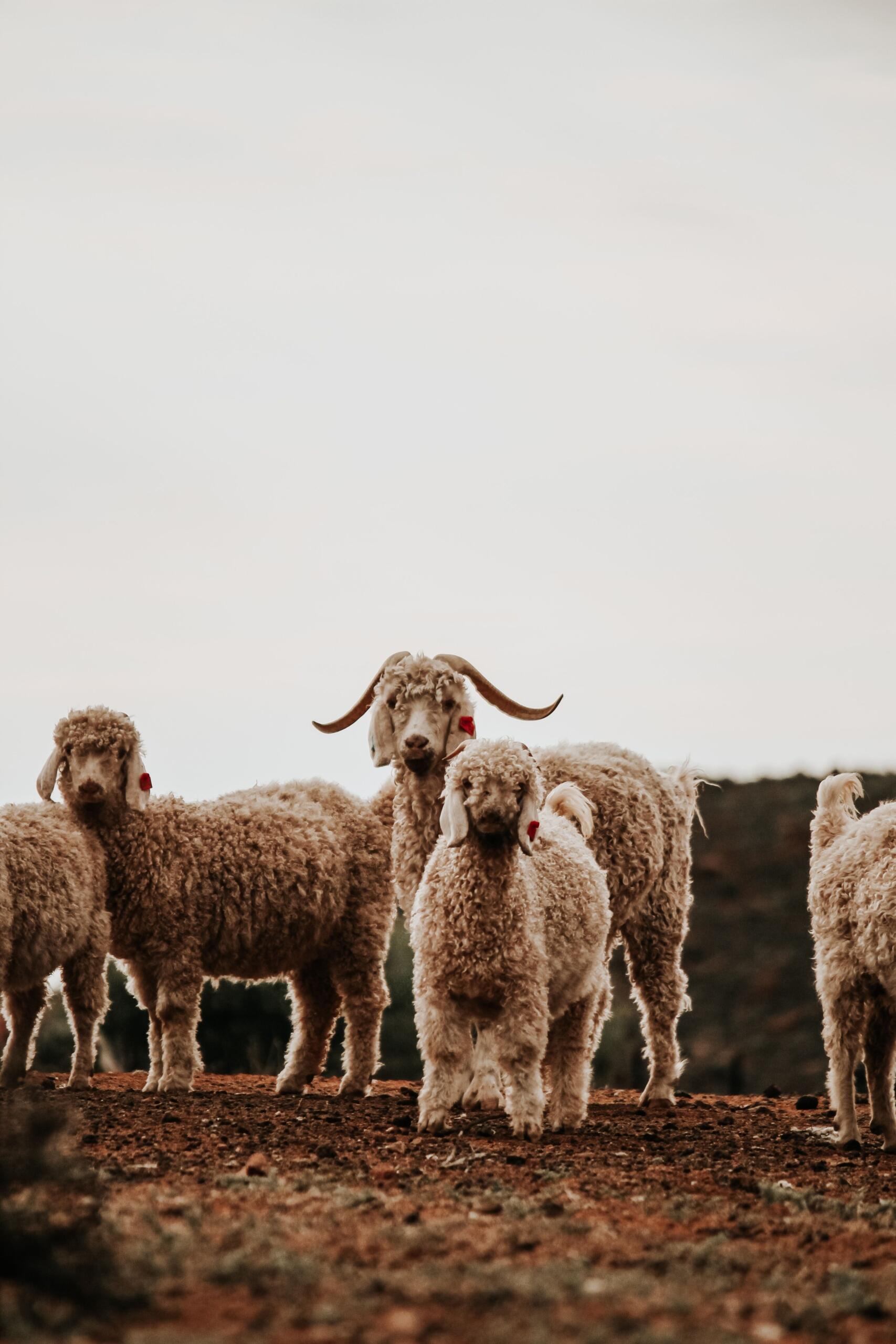 An image of angora goats in a rural setting.