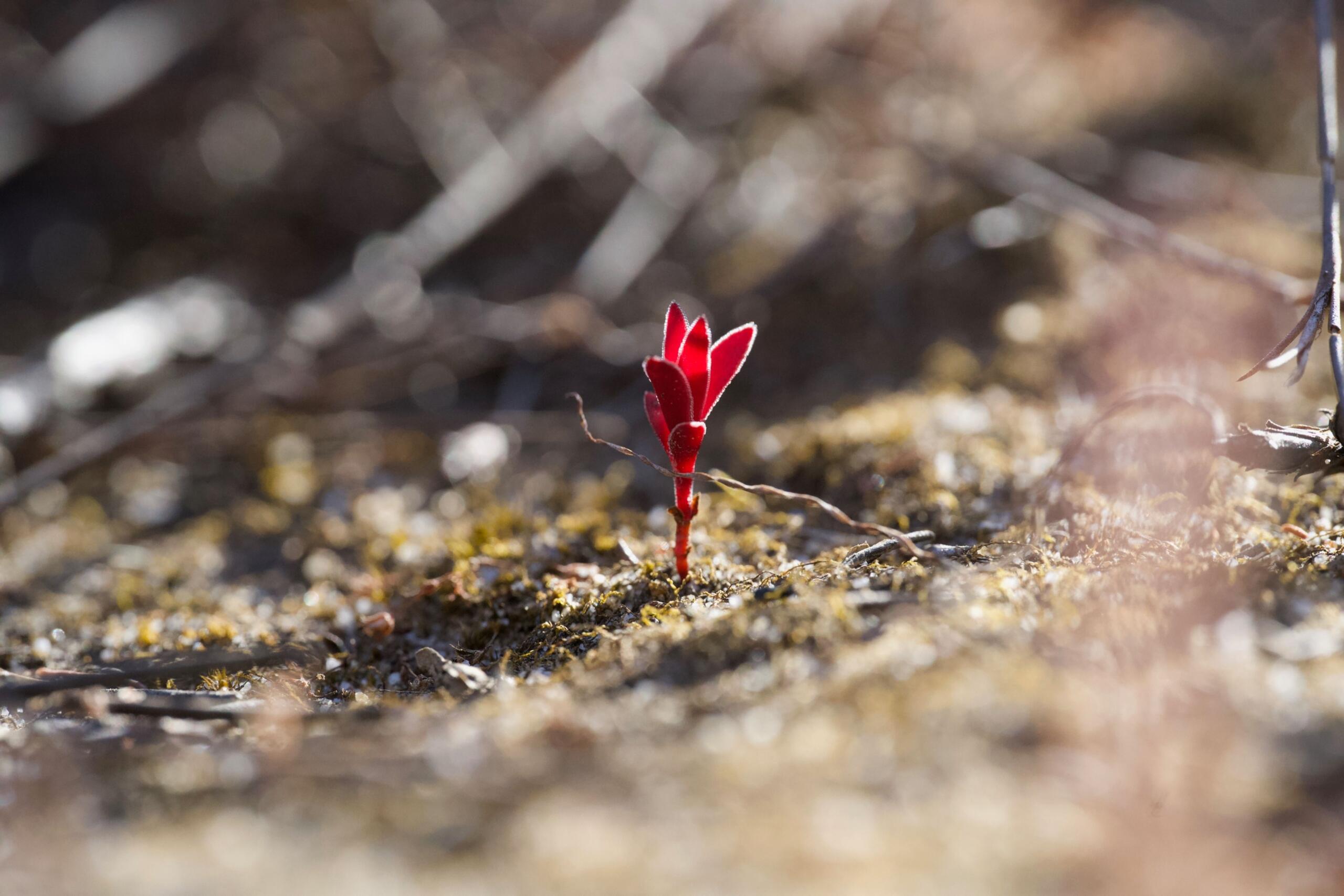 A lone red fynbos seedling in a barren landscape.