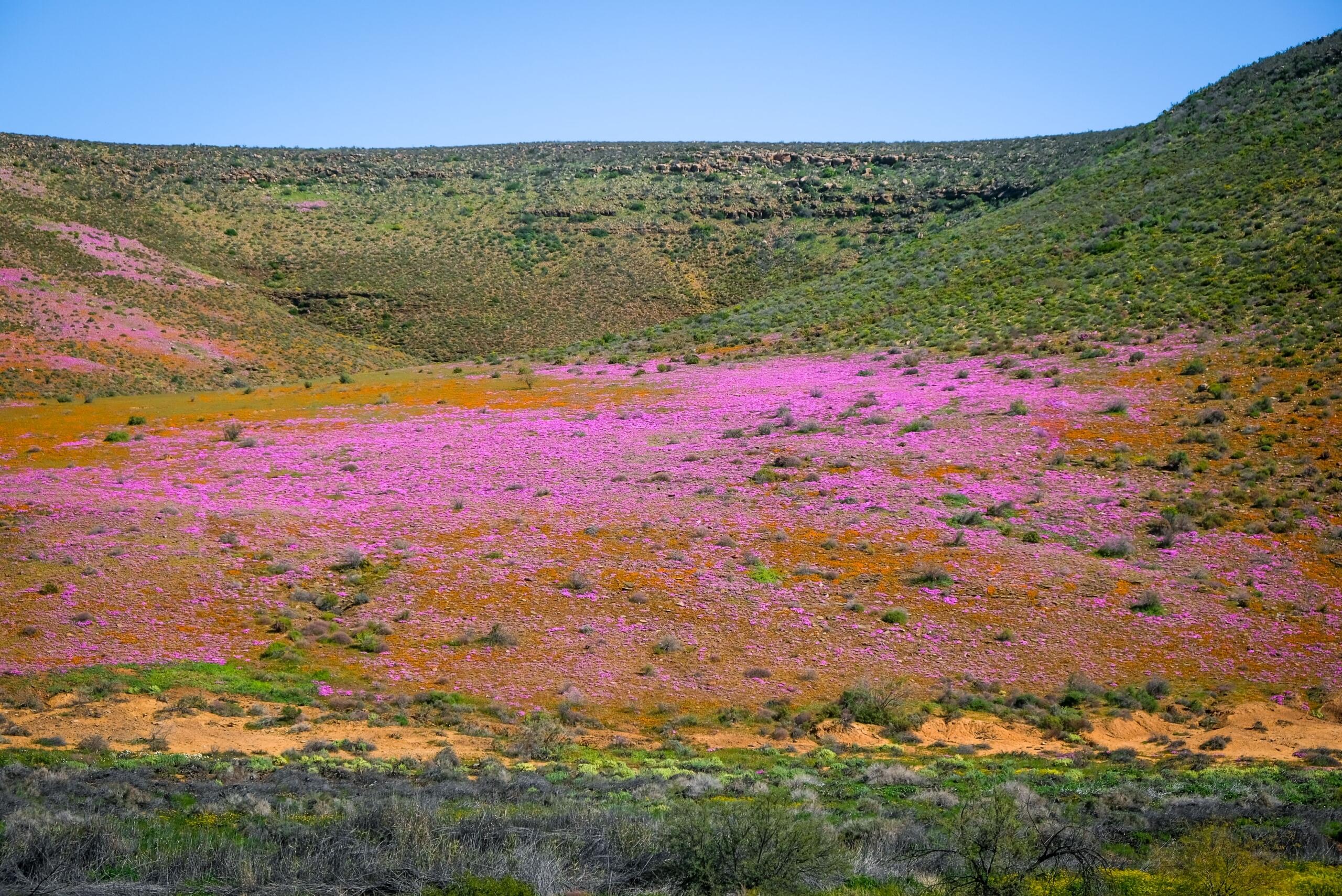 An image of wild flowers in season.