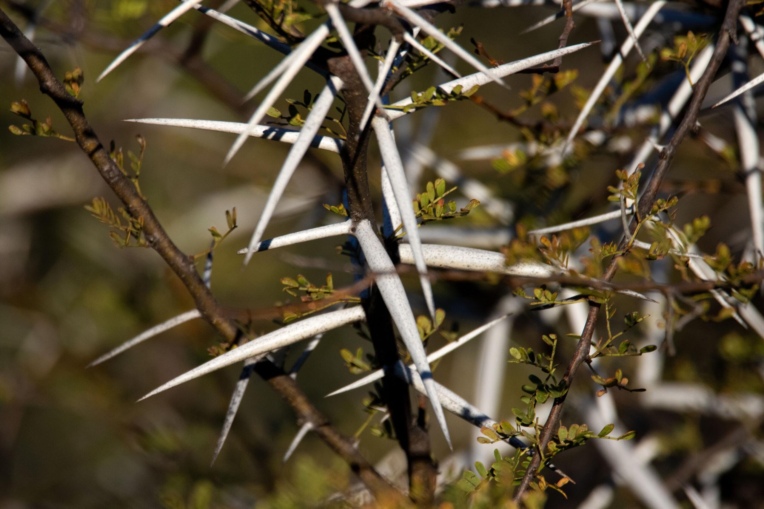 A close up image of a camel thorn tree