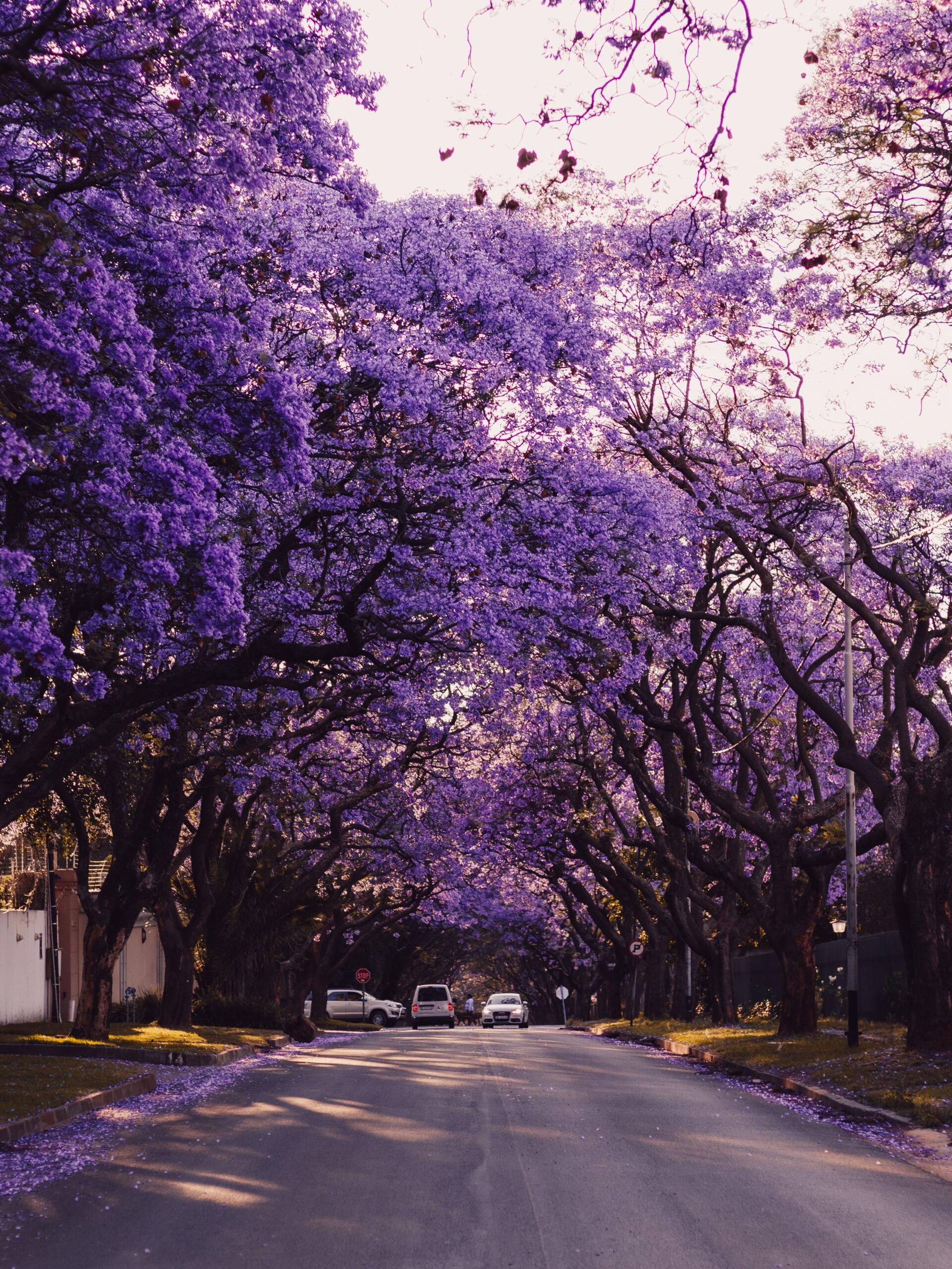 An image of a Jacaranda lined road.