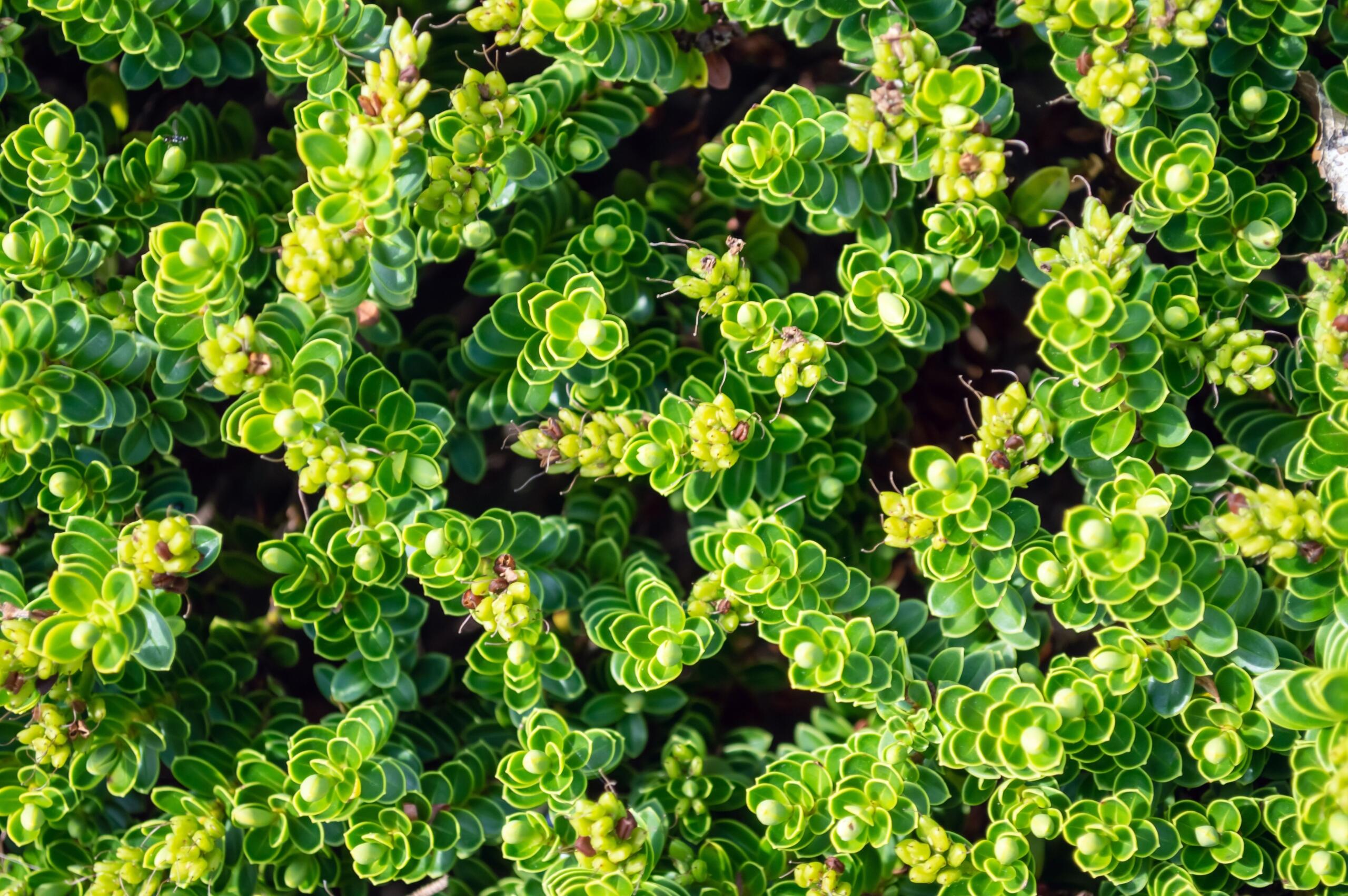 A close up image of spekboom, a famous South African succulent.