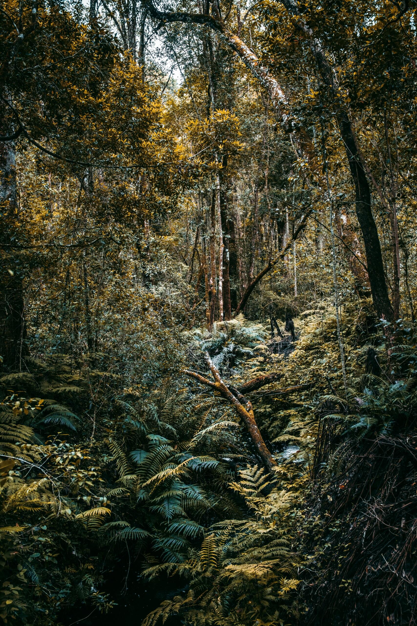 An image of a shaded forest.