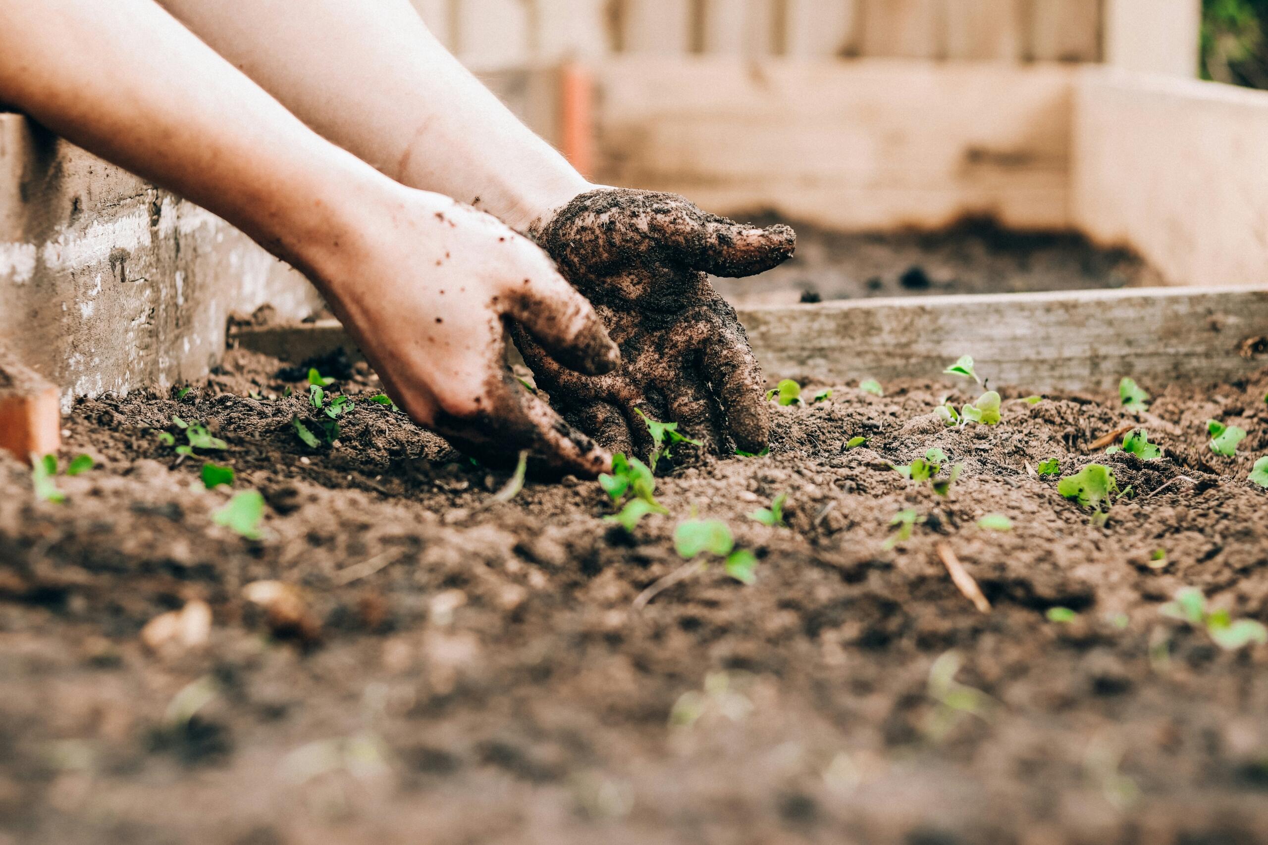 An image of hands in the earth.
