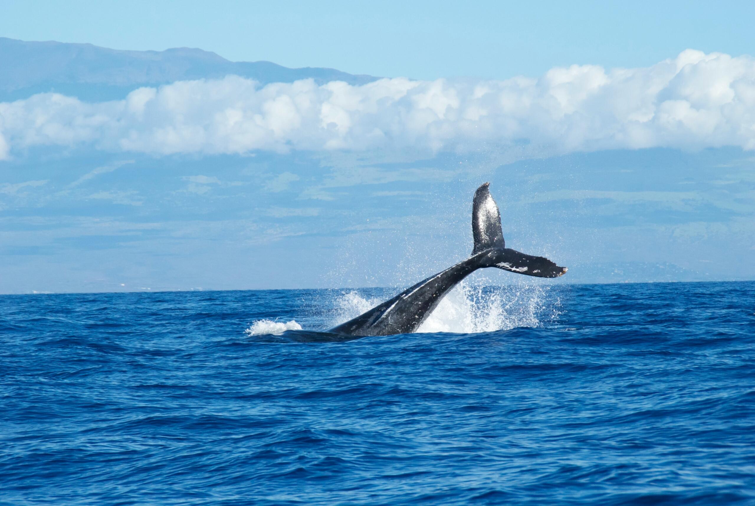 An image of a whale taking a dive and showing off its tail.