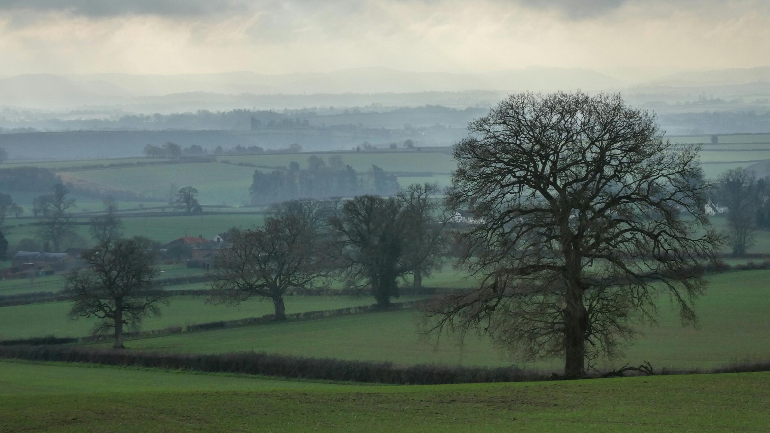 An image of a misty farmland scene.