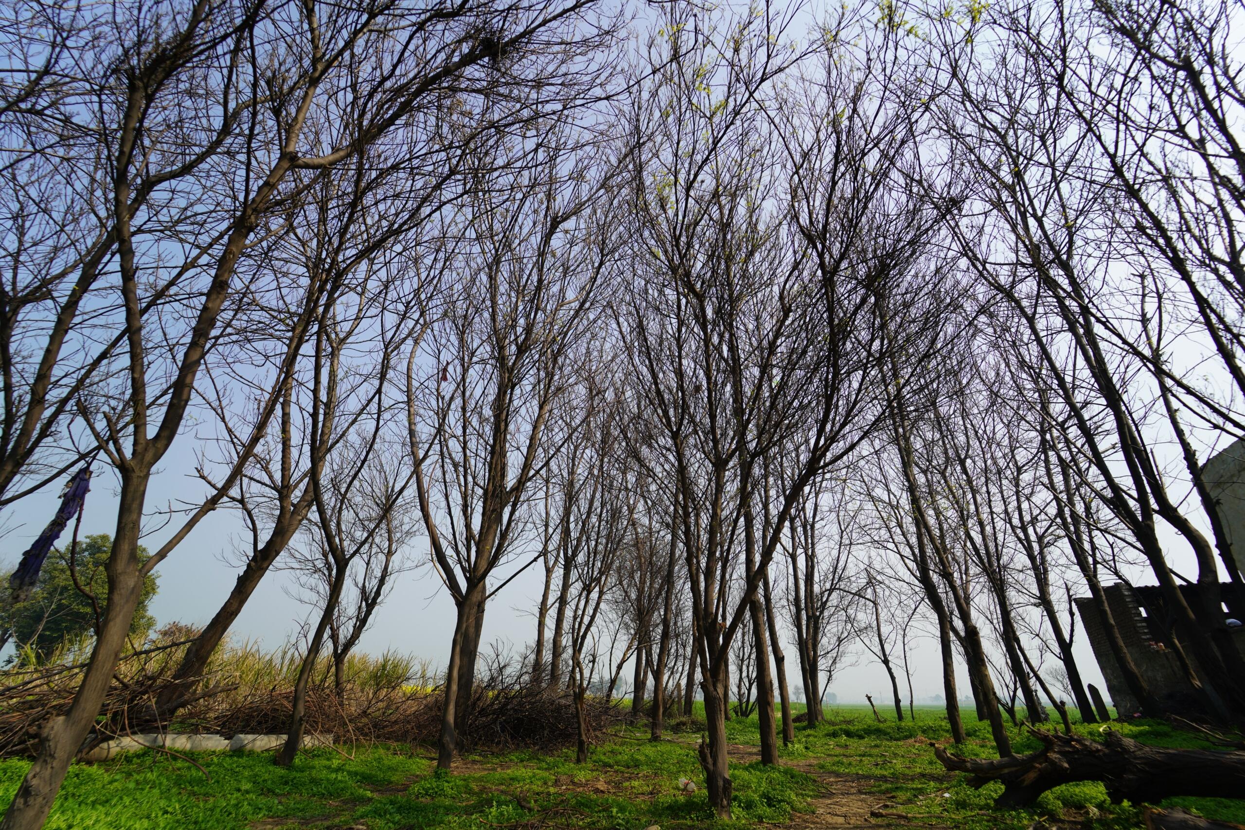 An image of a grove of trees in winter without leaves.