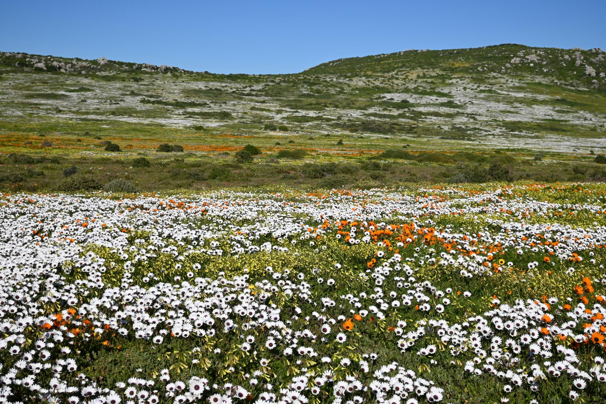 An image of a field of wild flowers.
