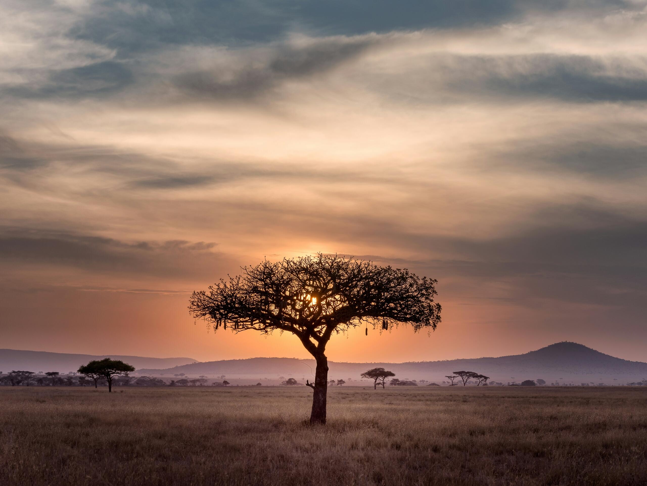 A tree in the middle of dry land