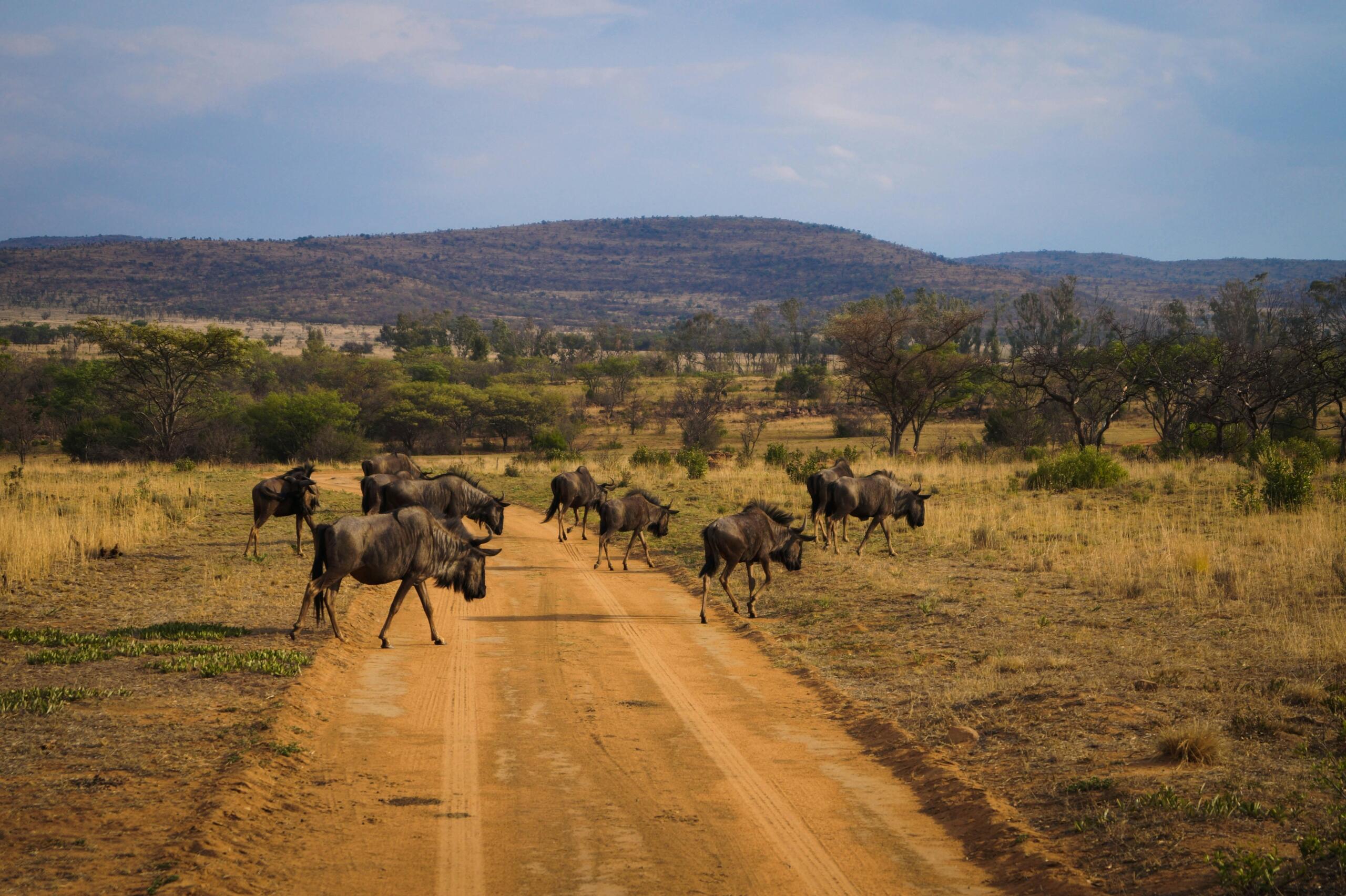 Animals walking in the veld by the mountain in Limpopo